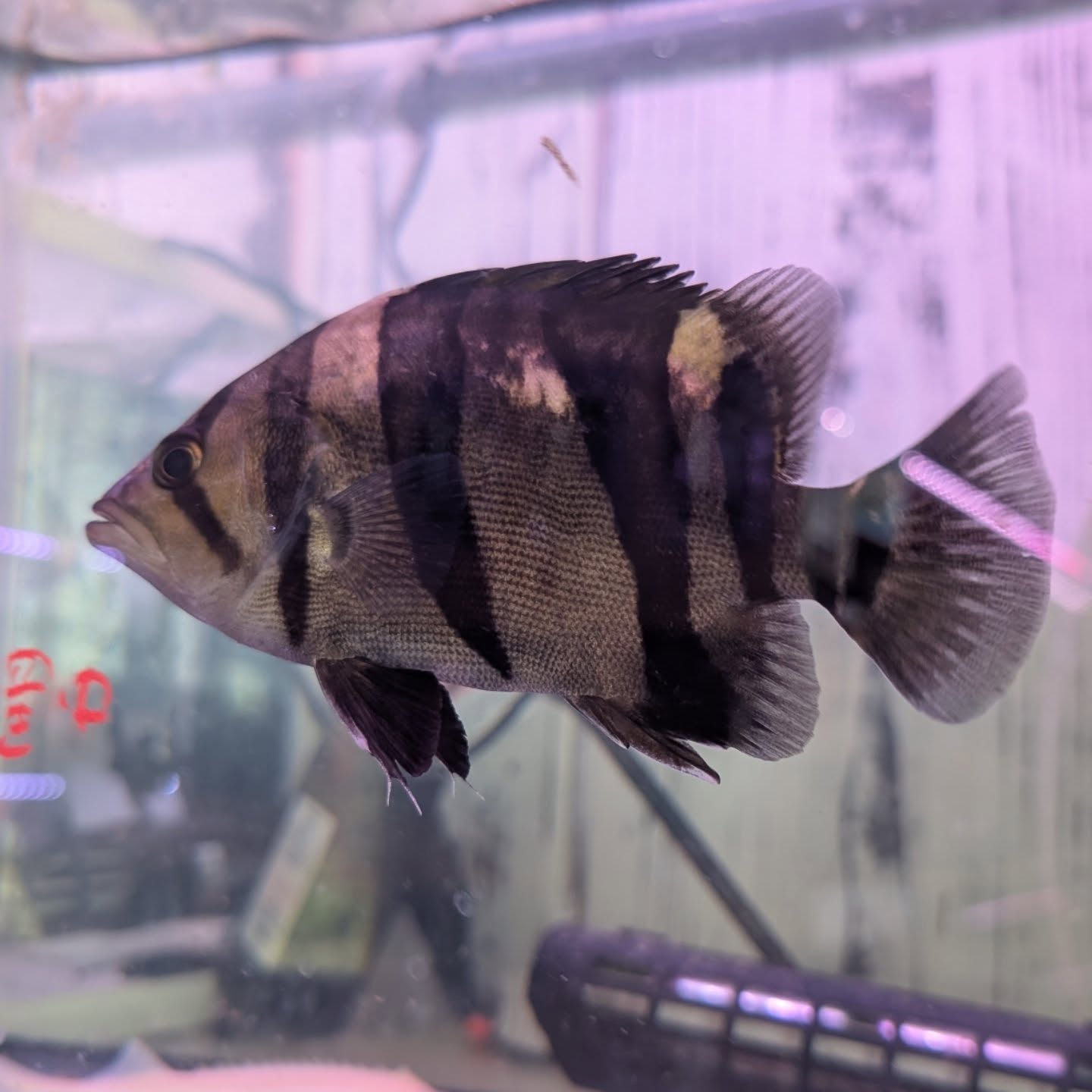 ※最終値下げ　ダトニオリアルバンド　約30cm 淡水魚】超大特価 残り僅か ダトニオリアルバンド ボルネオ産 ワイルド