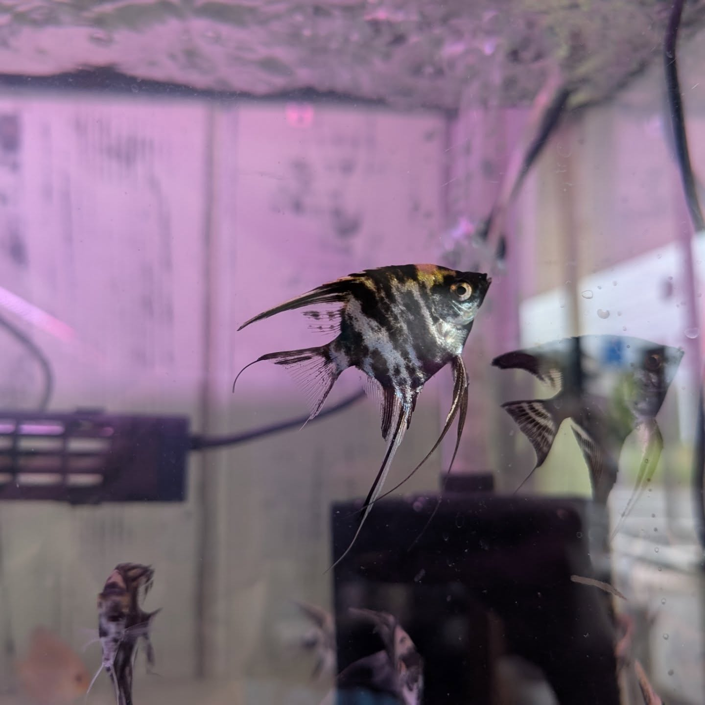 エンゼルフィッシュ | ギャラリー | 福岡のアクアショップならAQUA