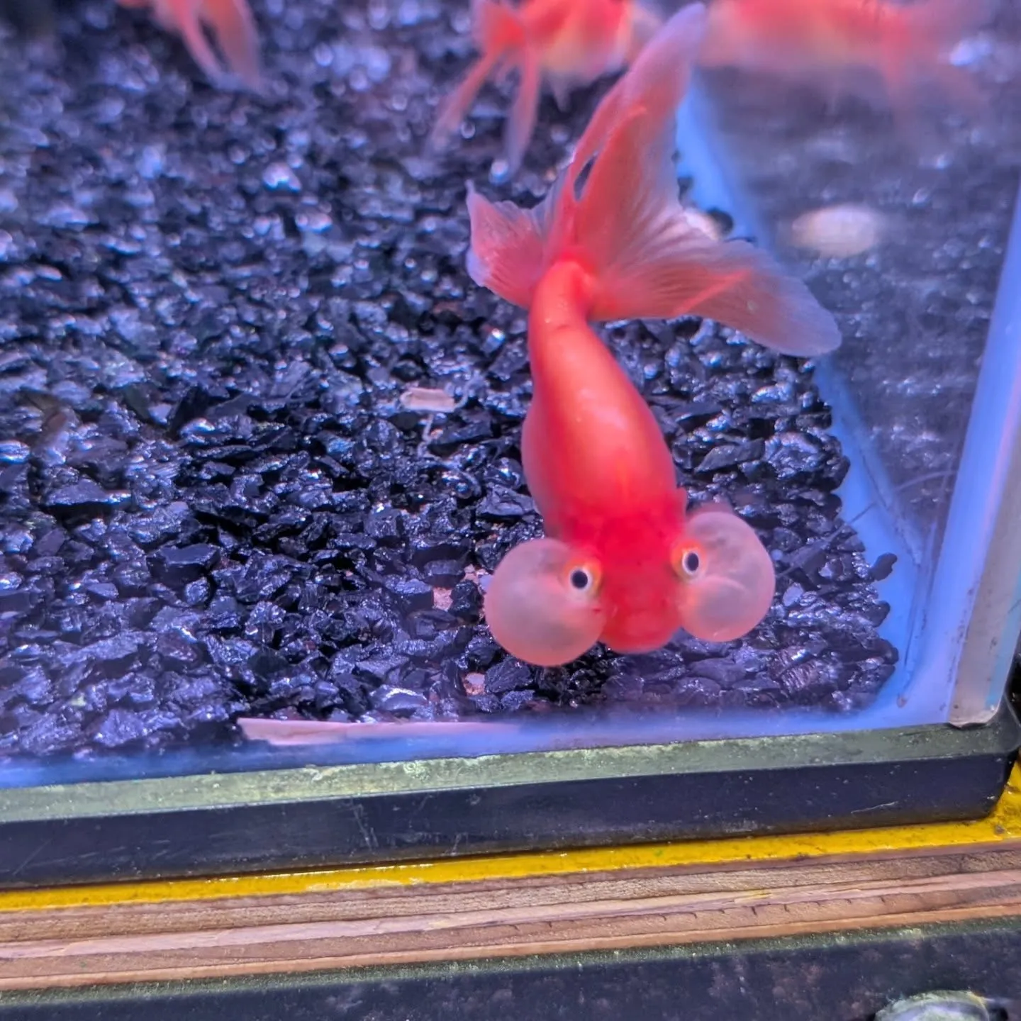 金魚在籍紹介👍
