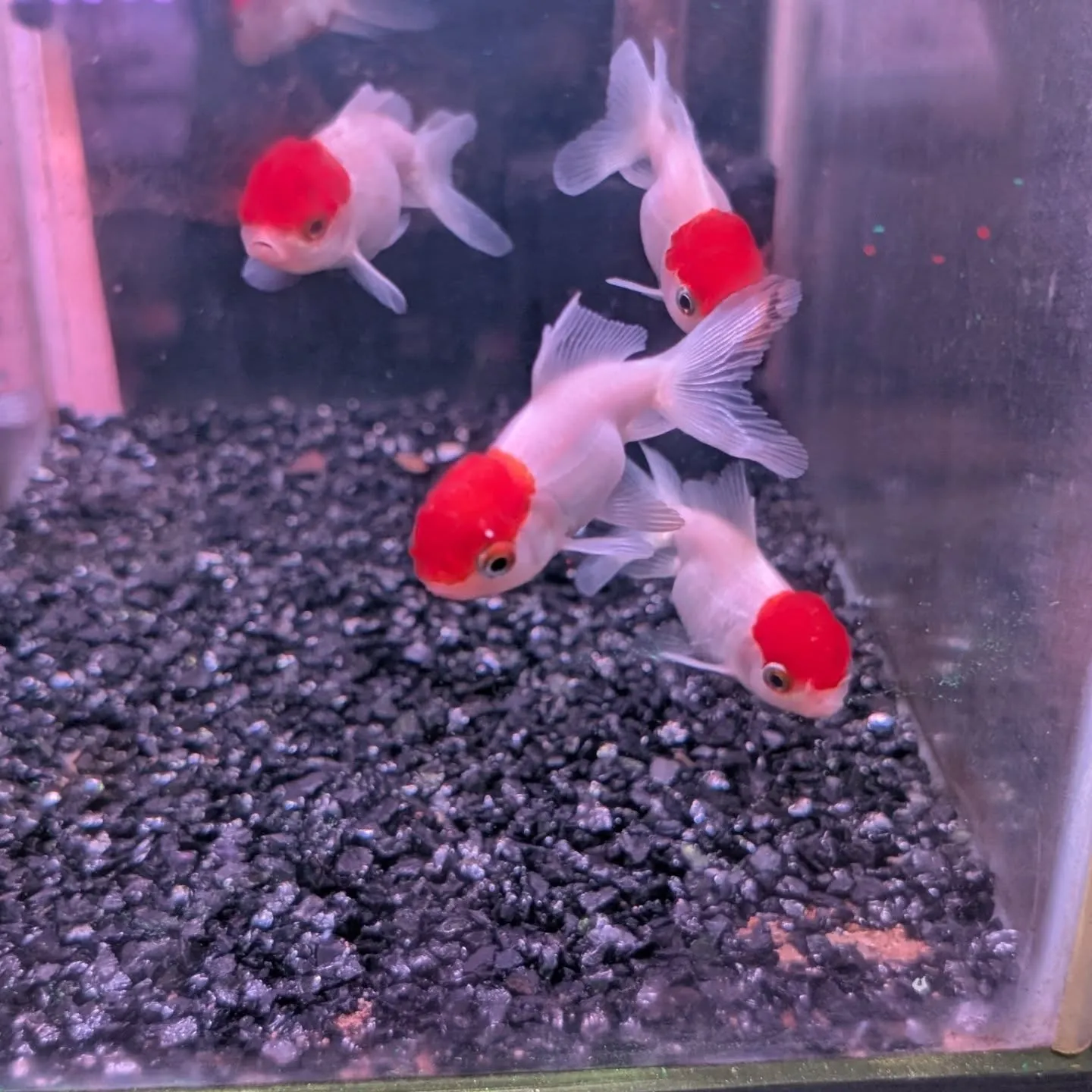 金魚在籍紹介👍