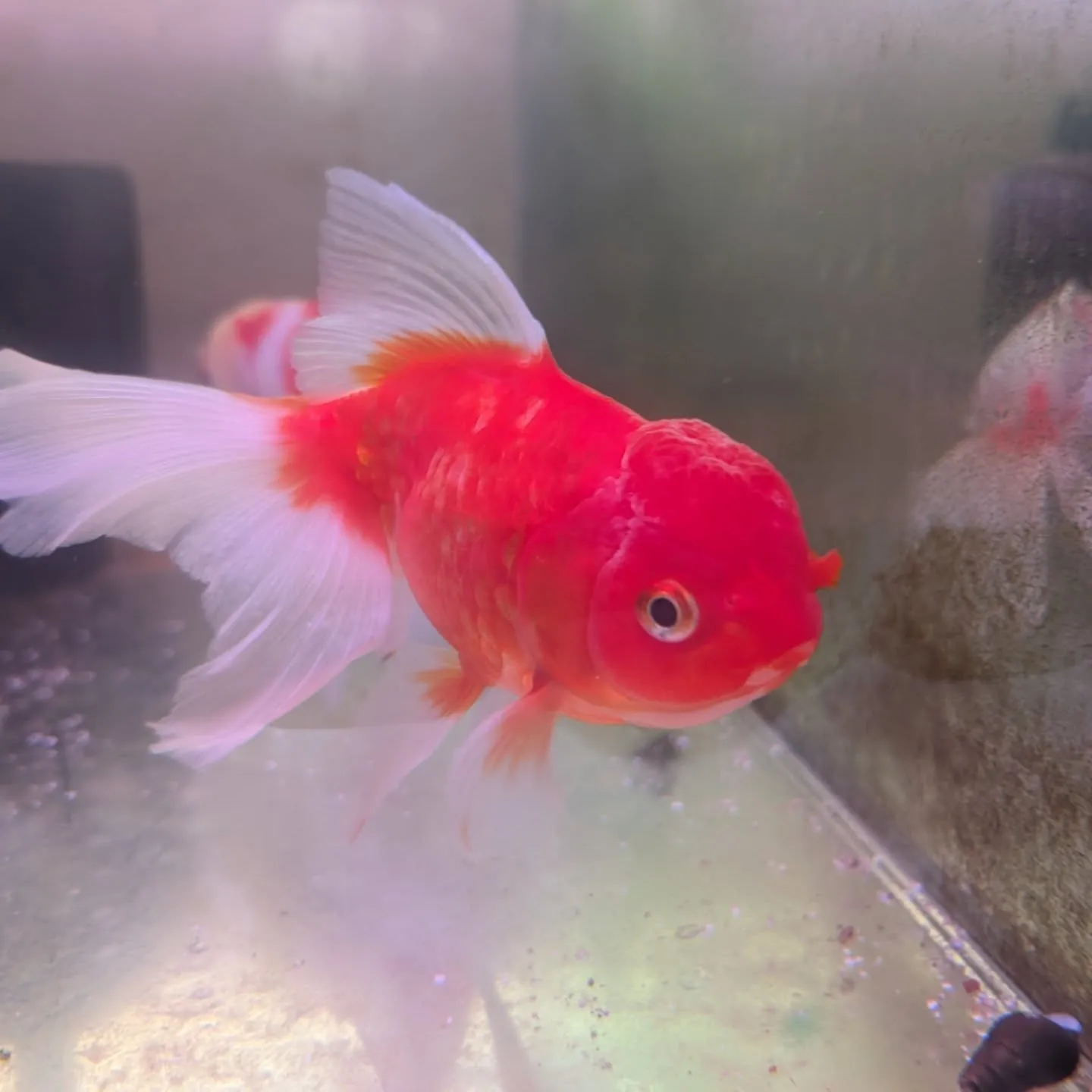 金魚在籍紹介👍