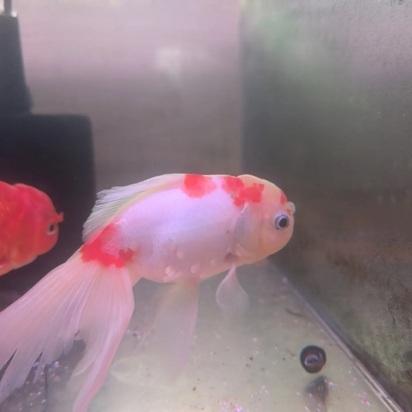 金魚在籍紹介👍