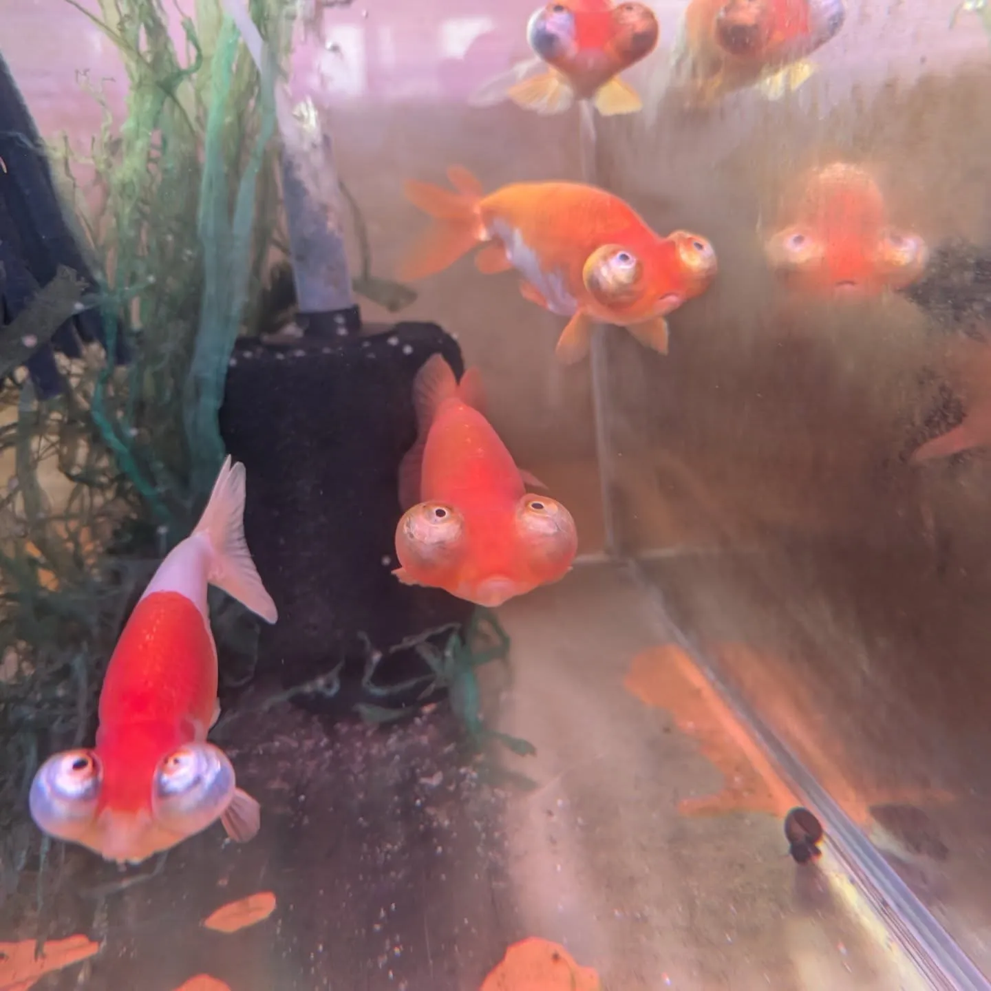 金魚在籍紹介👍