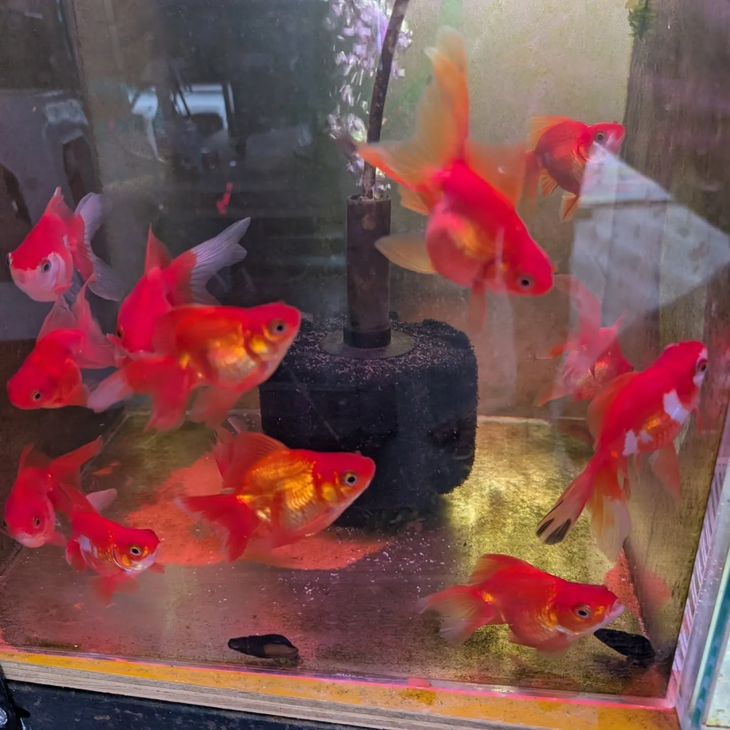 金魚在籍紹介👍