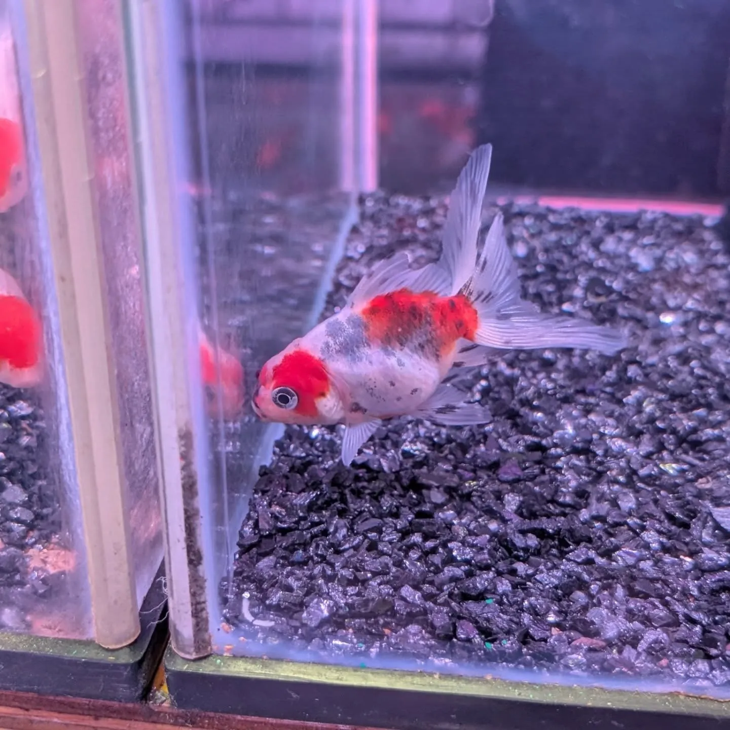 金魚在籍紹介👍