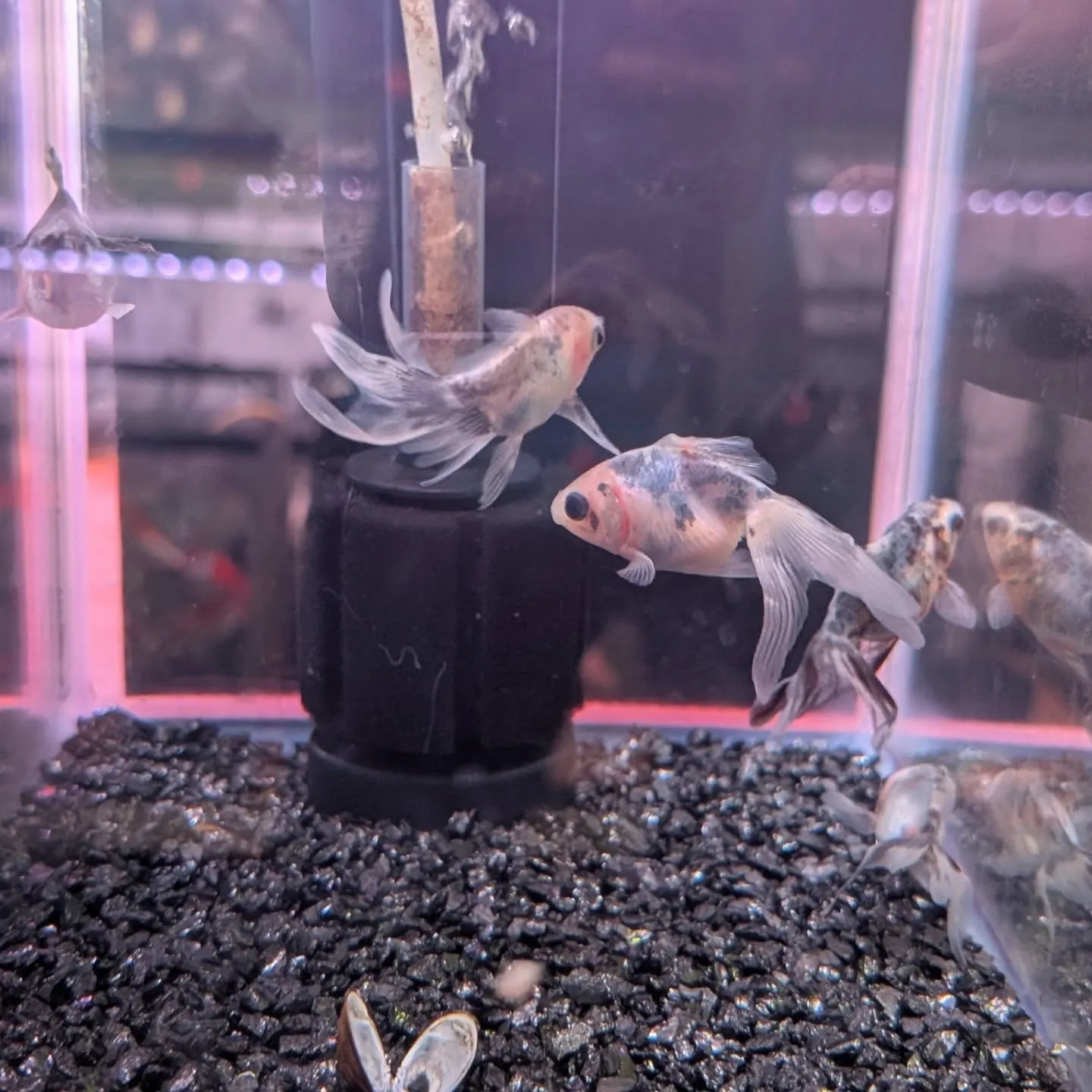 金魚在籍紹介👍