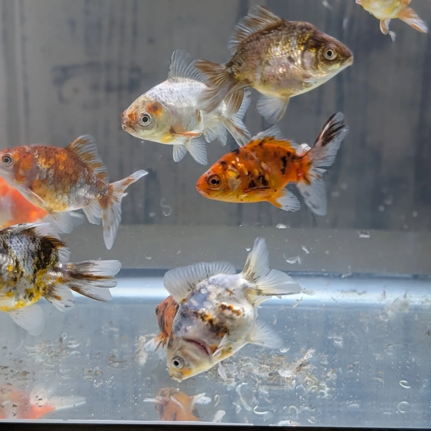 金魚在籍紹介👍
