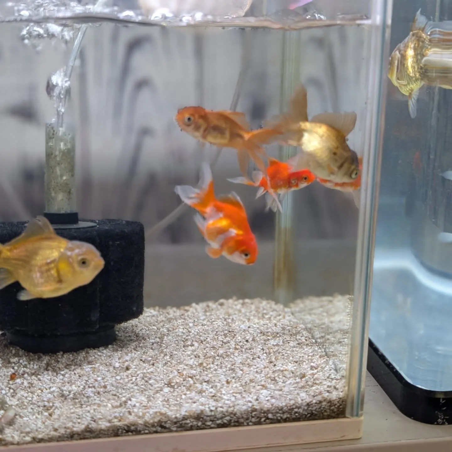 金魚在籍紹介👍