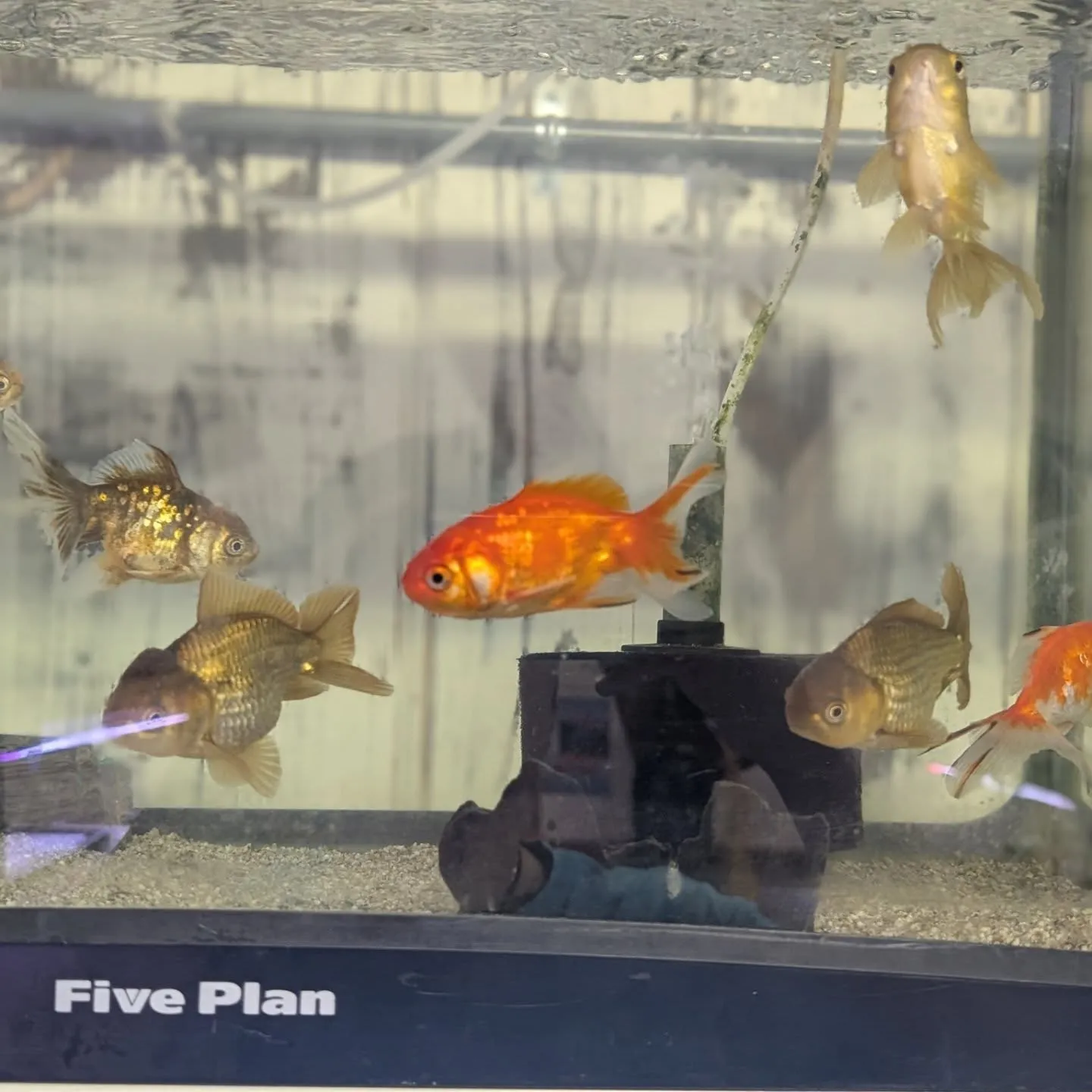 金魚在籍紹介👍