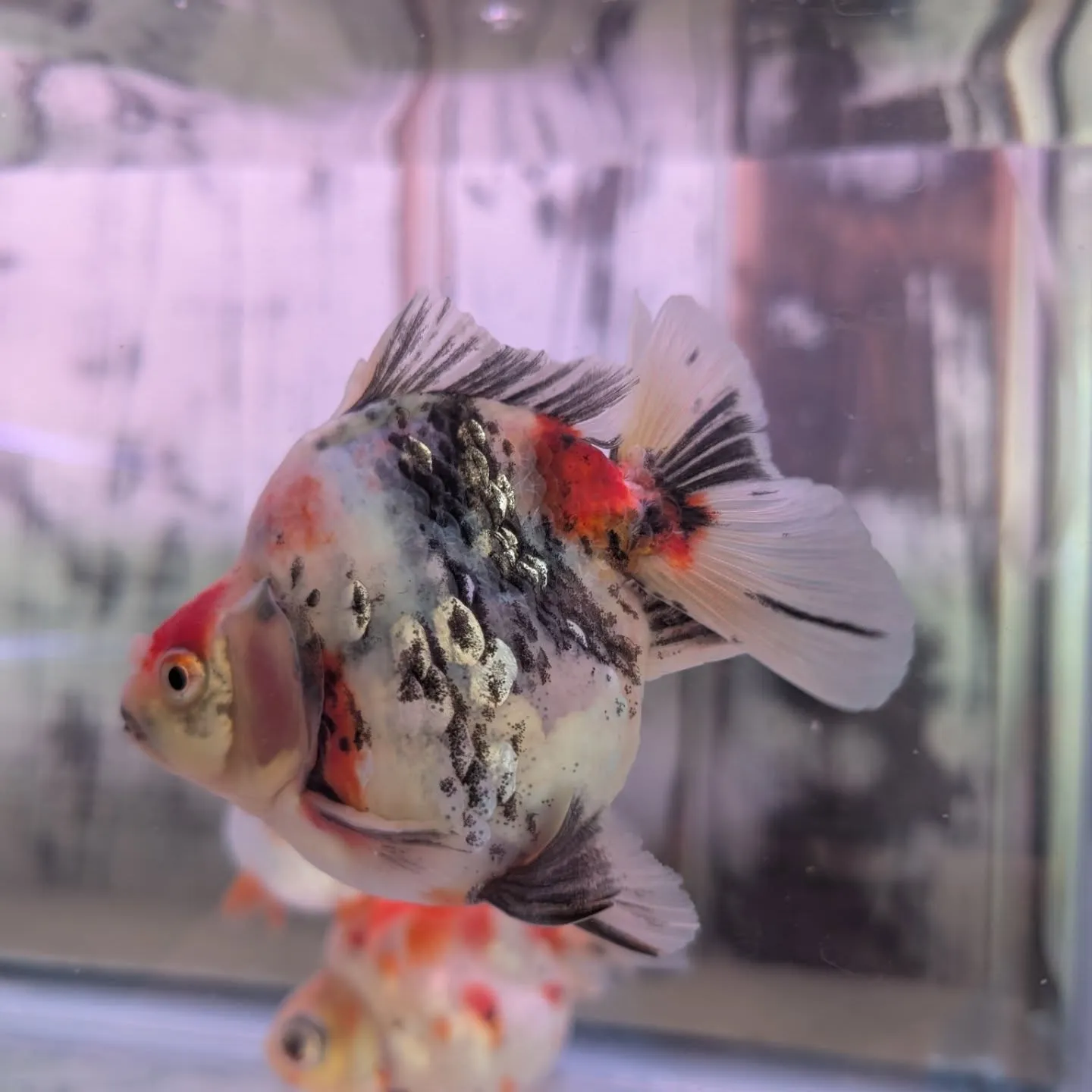 本日の入荷情報✨（金魚、錦鯉）