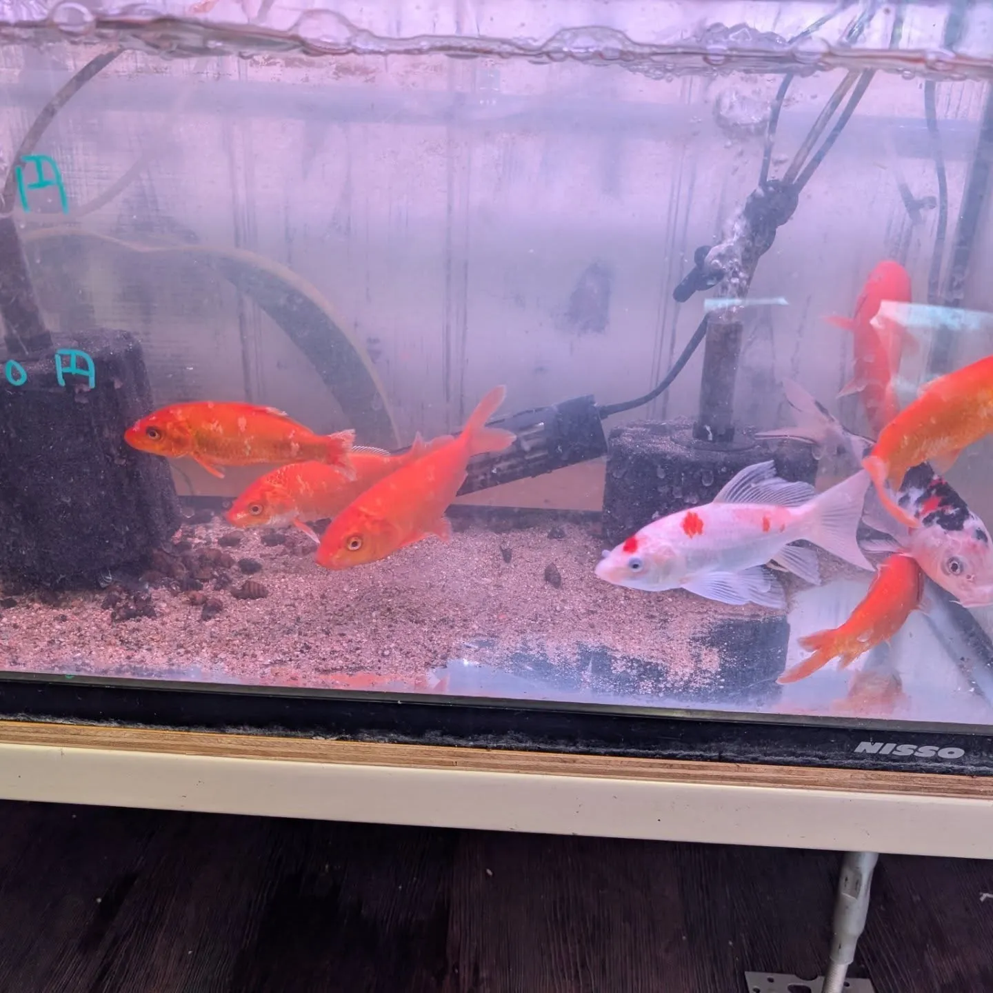 本日の入荷情報✨（金魚、錦鯉）