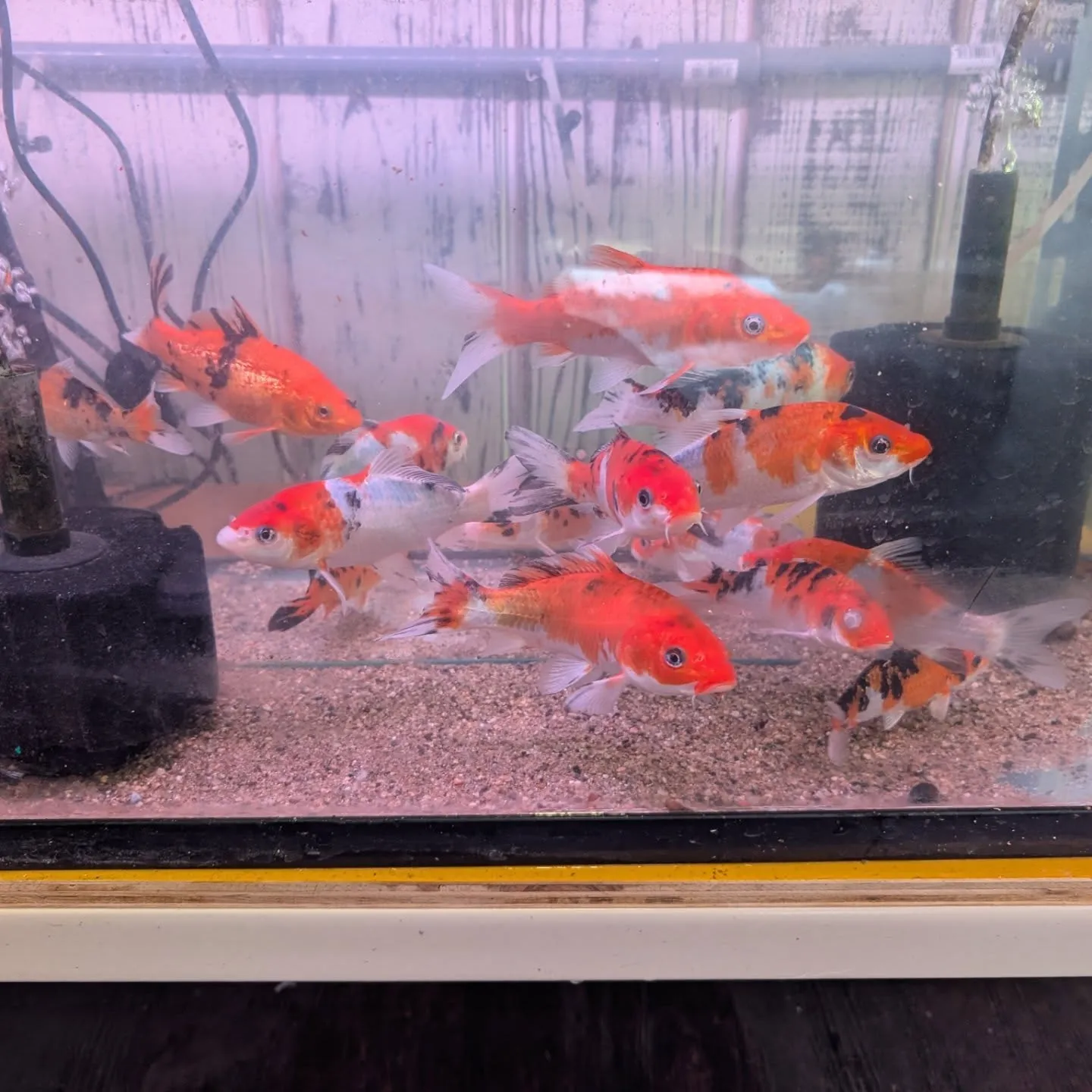 本日の入荷情報✨（金魚、錦鯉）
