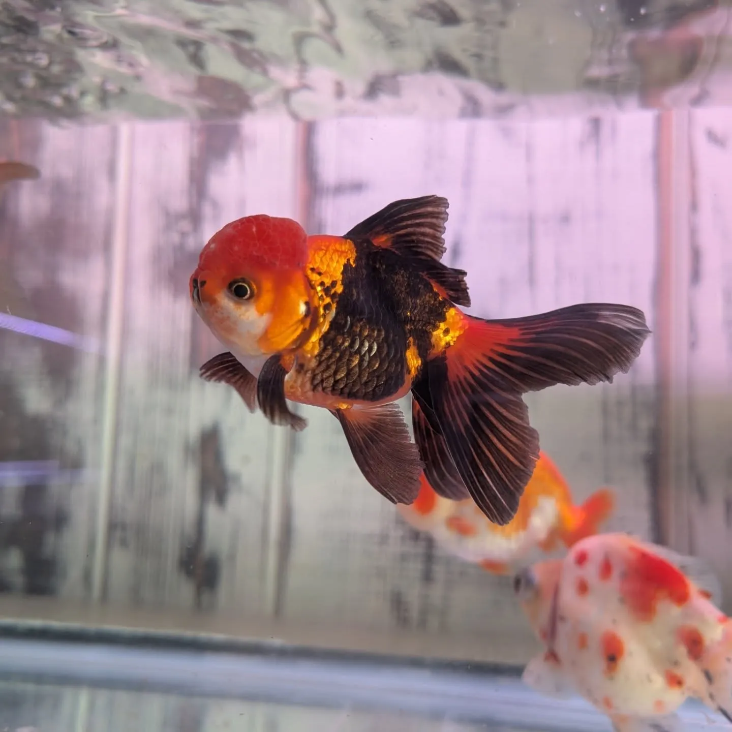 本日の入荷情報✨（金魚、錦鯉）