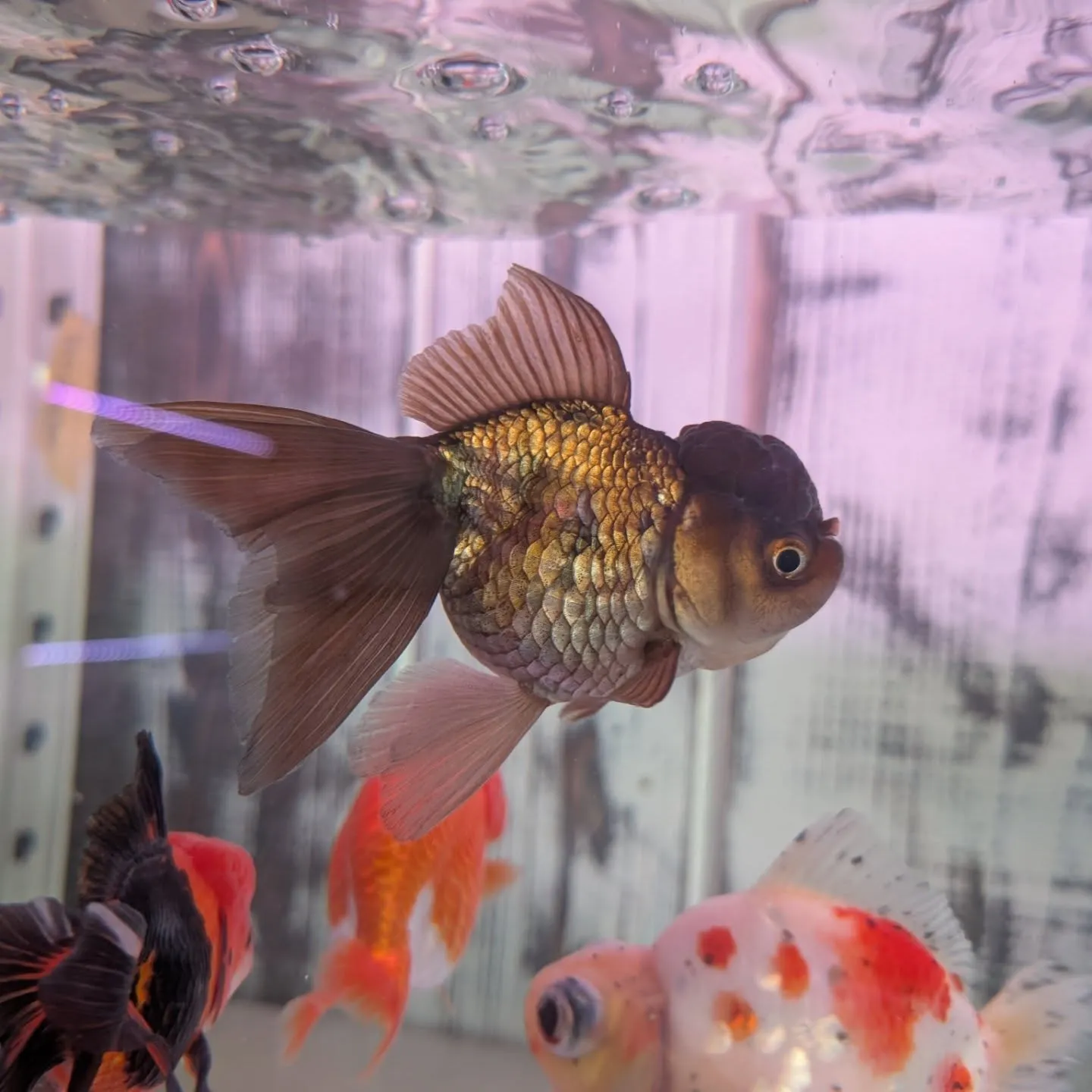 本日の入荷情報✨（金魚、錦鯉）