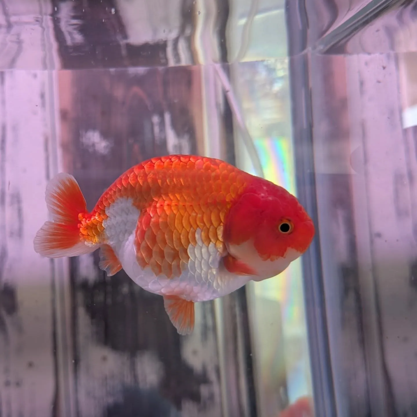 本日の入荷情報✨（金魚、錦鯉）