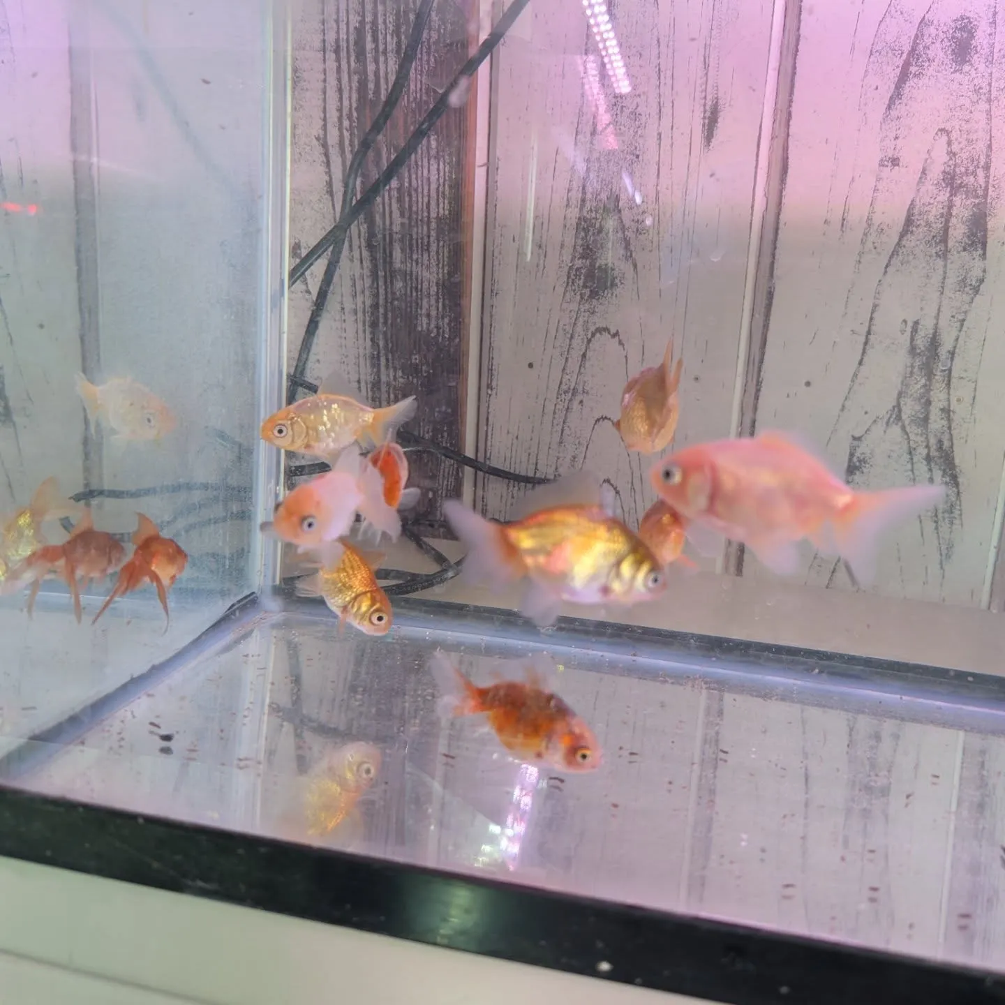 本日の入荷情報✨（金魚、錦鯉）