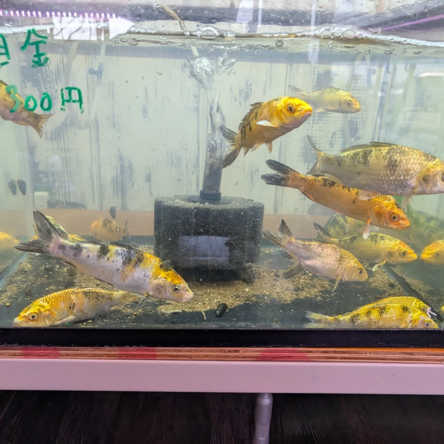 本日の入荷情報✨（金魚、錦鯉）
