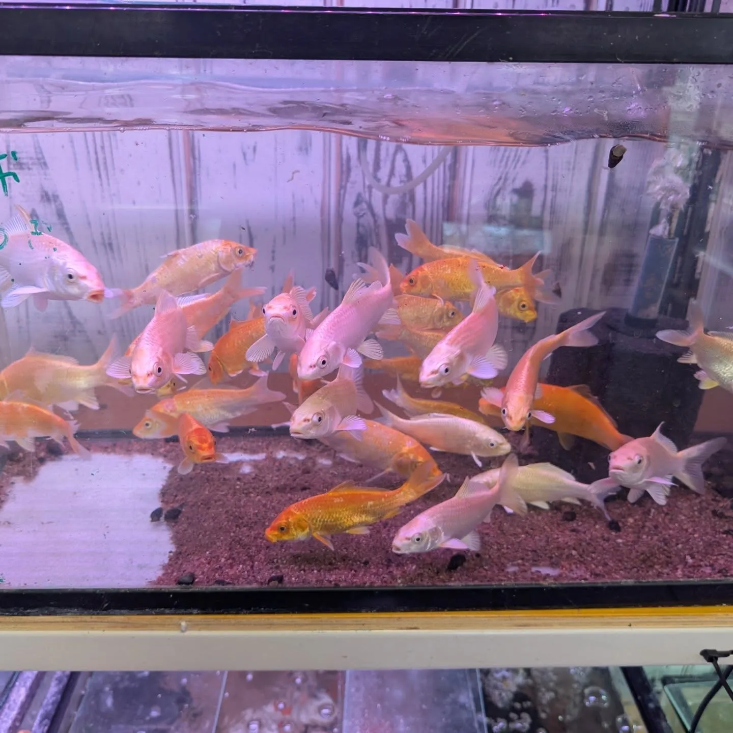 本日の入荷情報✨（金魚、錦鯉）