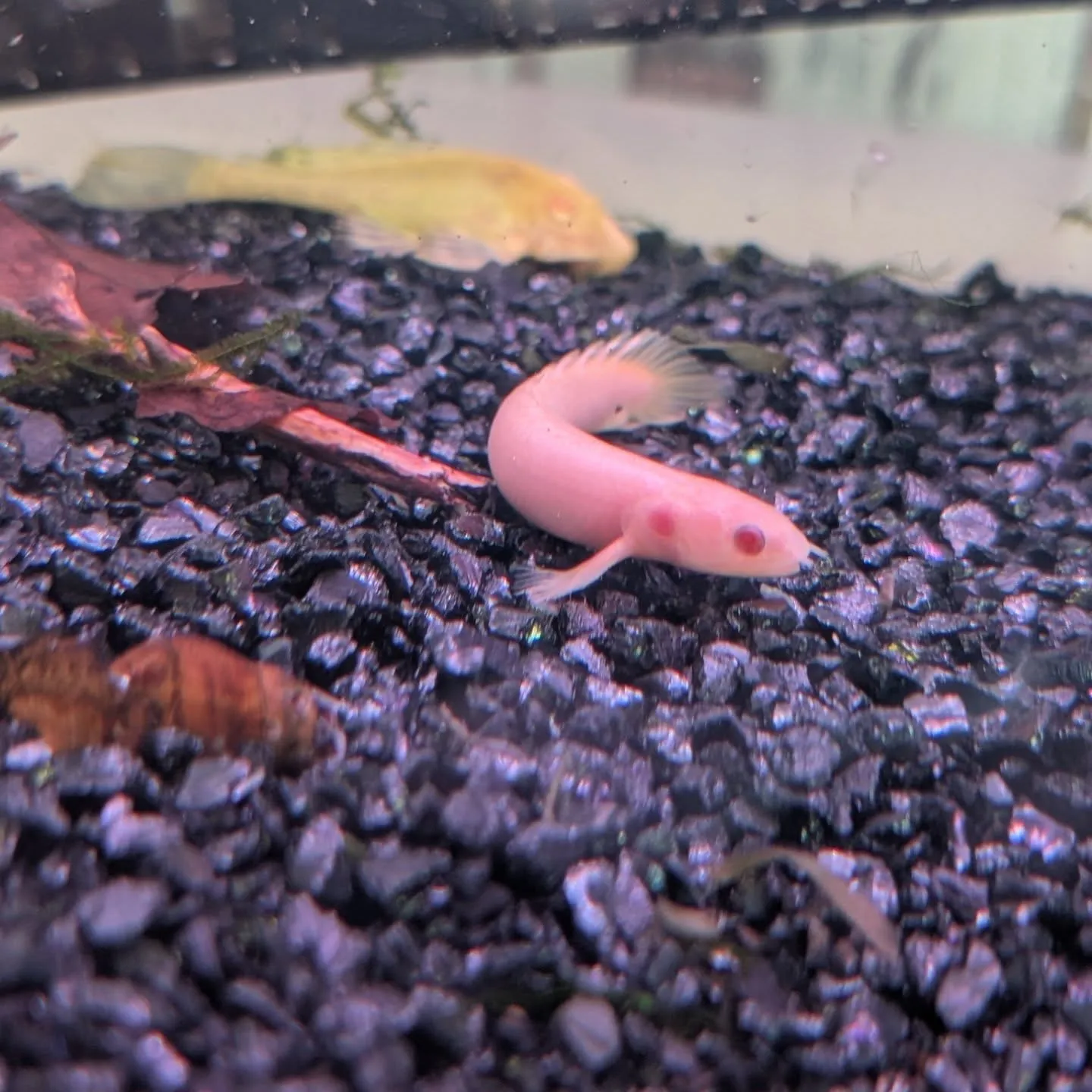 本日の入荷情報✨（熱帯魚）