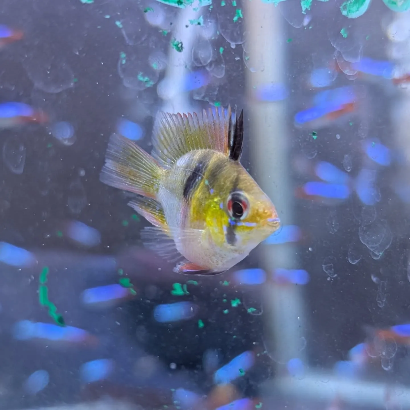 本日の入荷情報✨（熱帯魚）