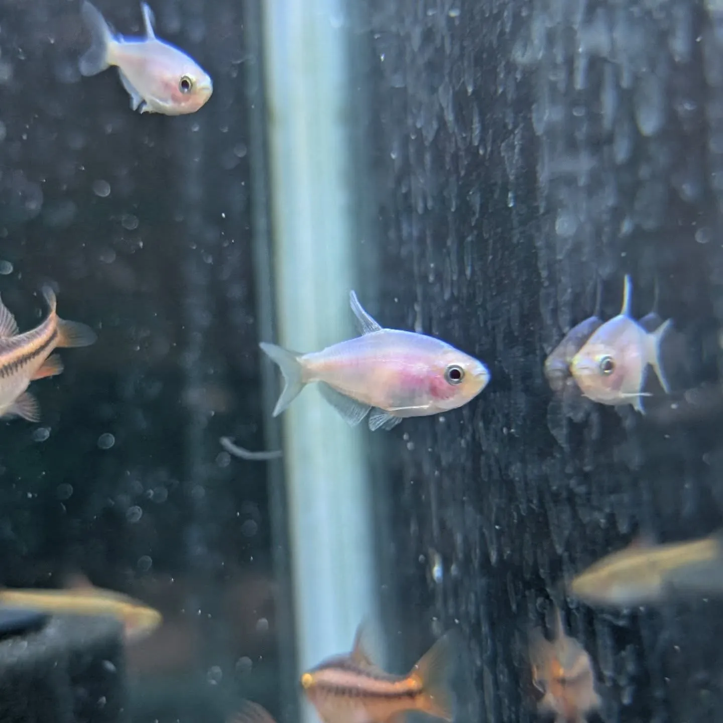 本日の入荷情報✨（熱帯魚）