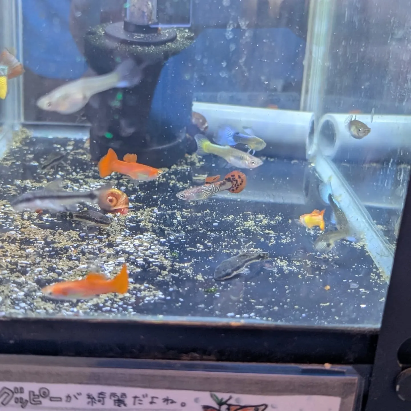 本日の入荷情報✨（熱帯魚）