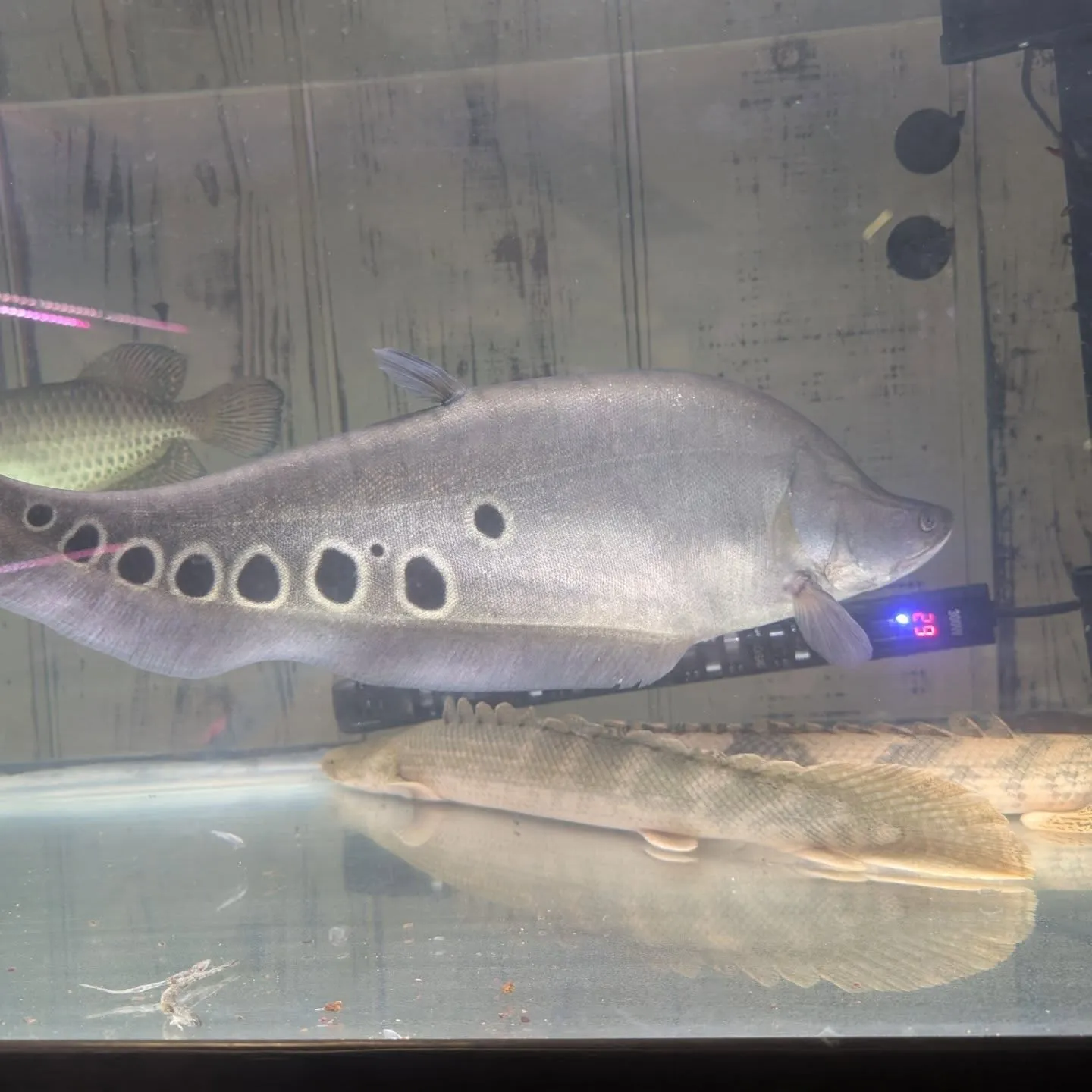本日の入荷情報✨（熱帯魚）