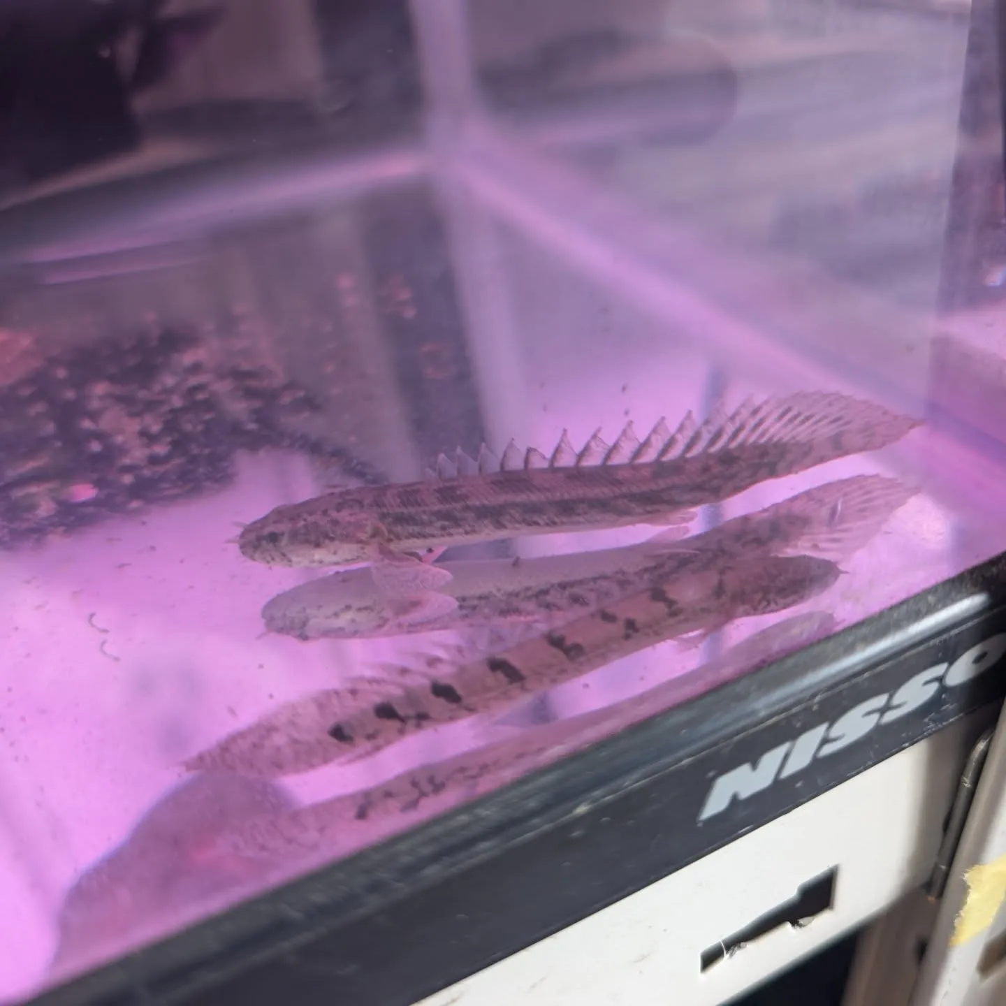 本日の入荷情報✨（熱帯魚）