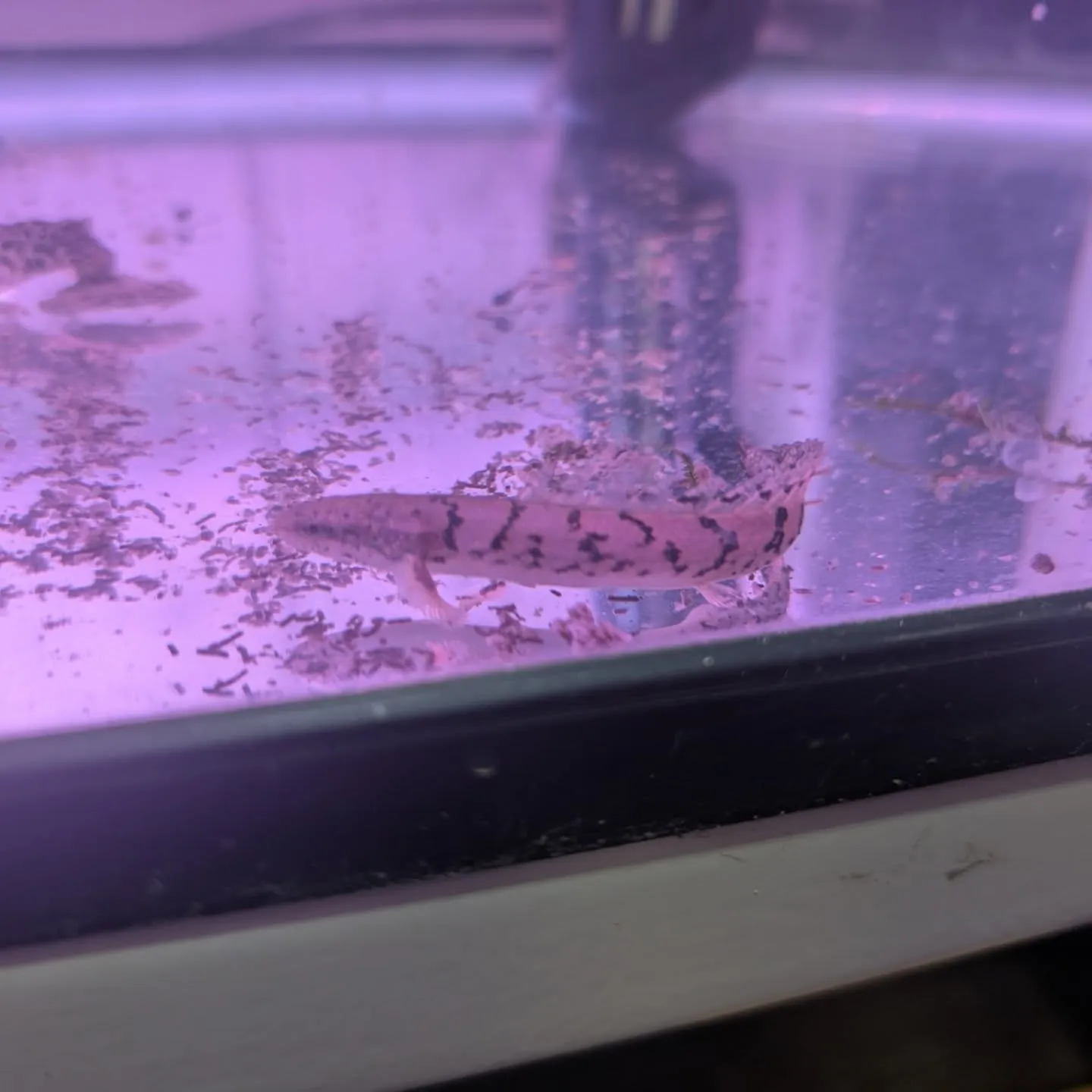 本日の入荷情報✨（熱帯魚）