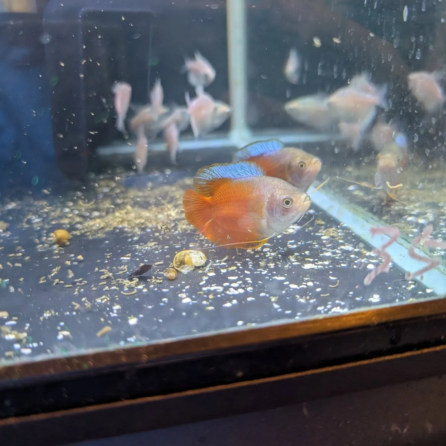 本日の入荷情報✨（熱帯魚）