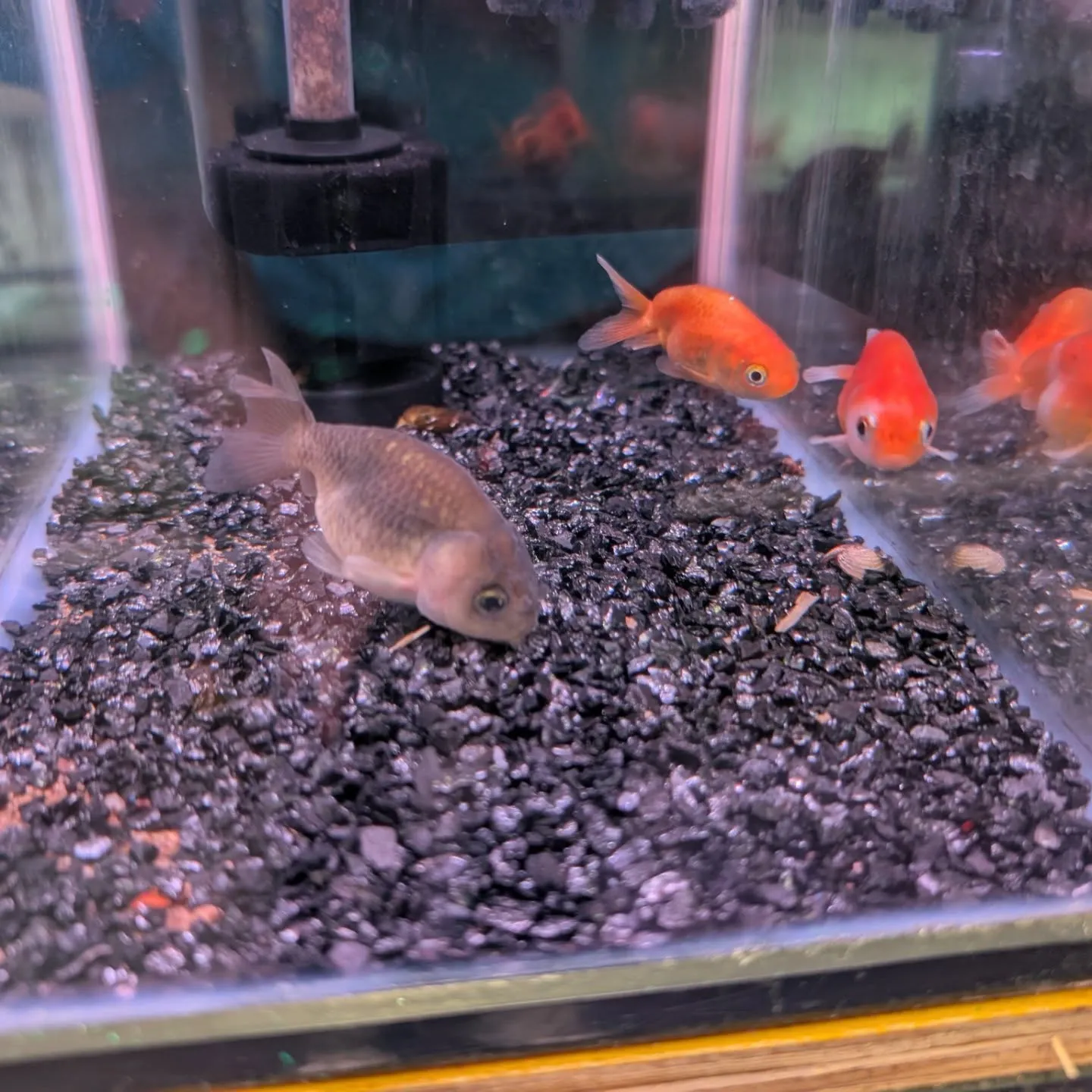 本日の入荷情報✨（金魚、その他）