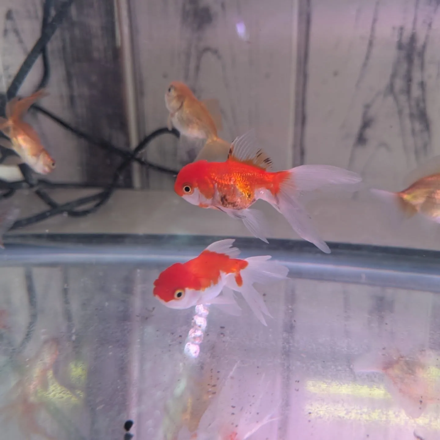 本日の入荷情報✨（金魚、その他）