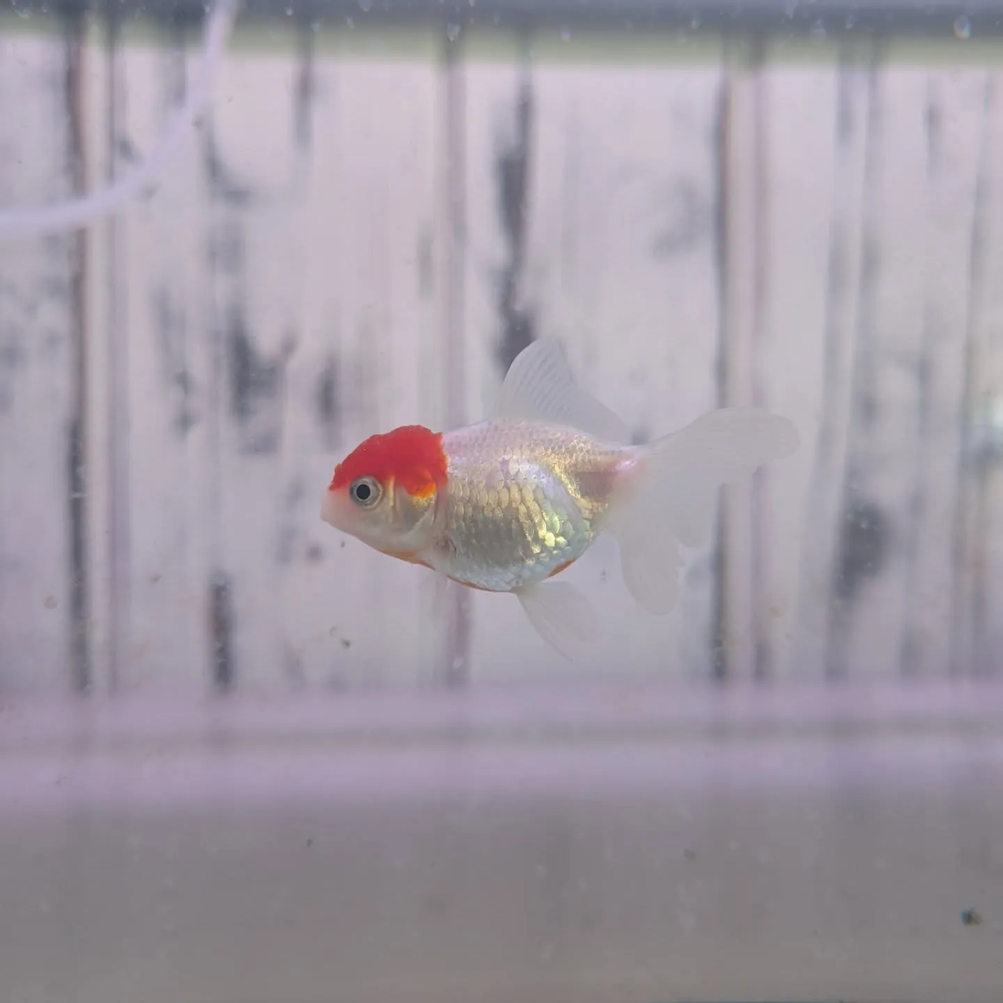本日の入荷情報✨（金魚、その他）