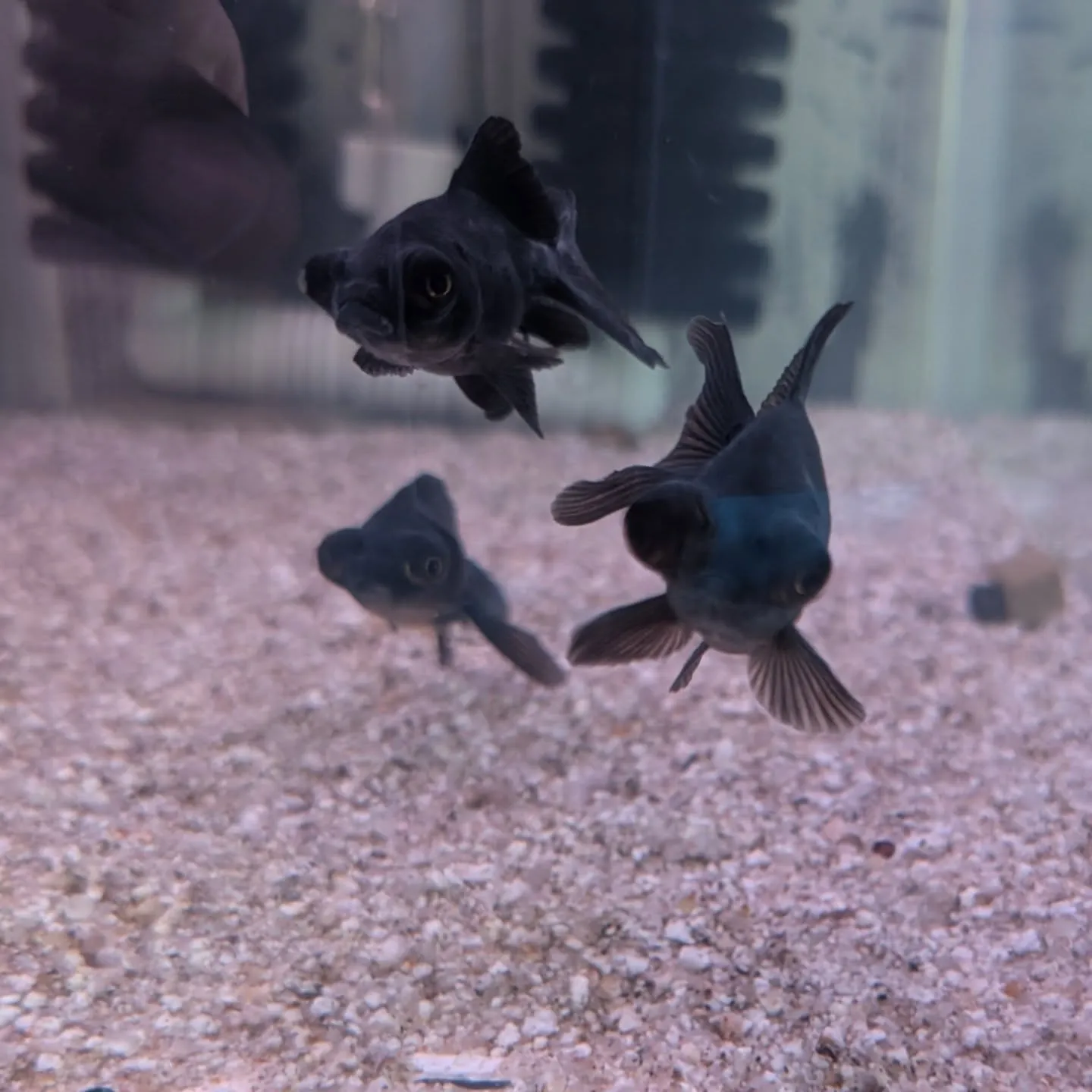 本日の入荷情報✨（金魚、その他）