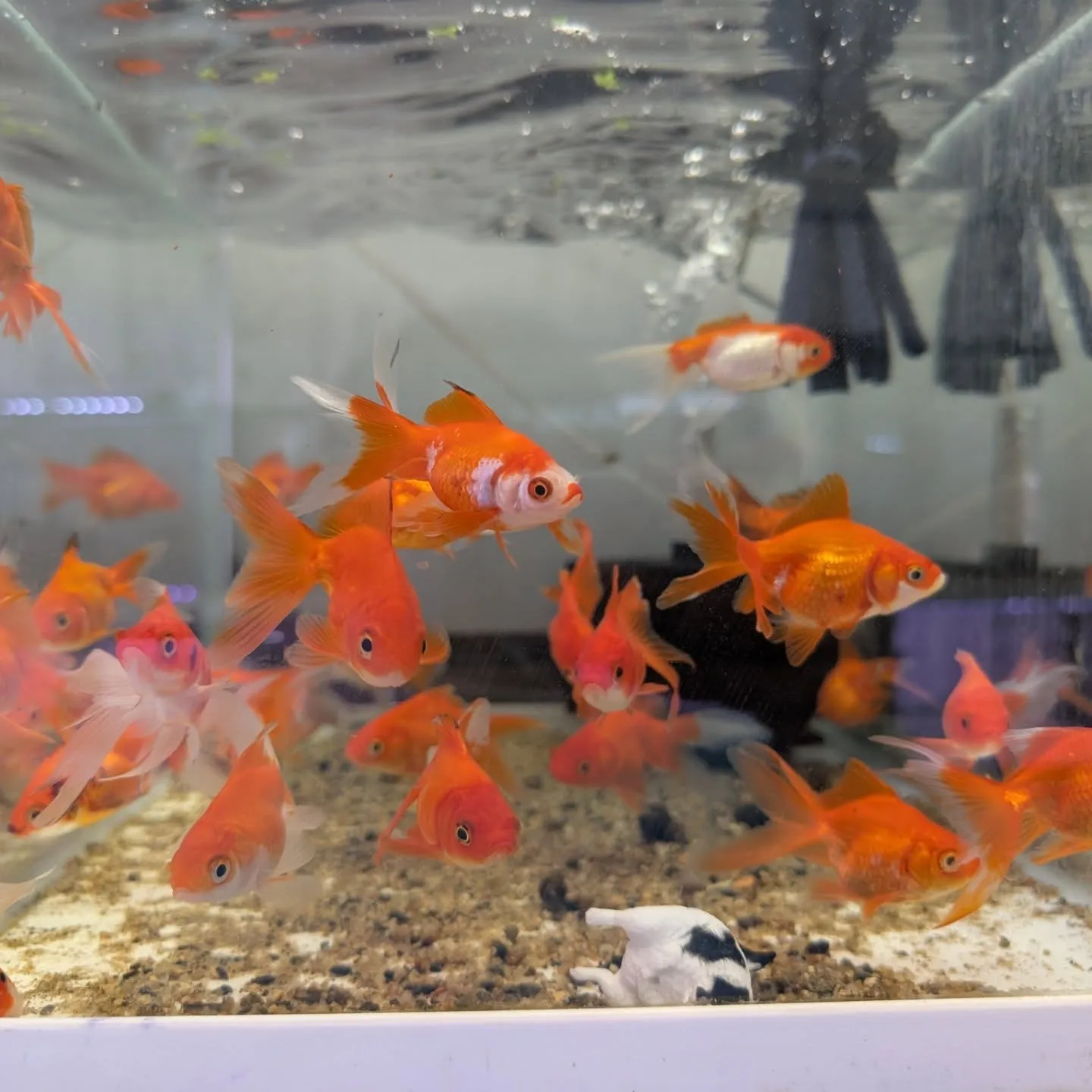 本日の入荷情報✨（金魚、その他）
