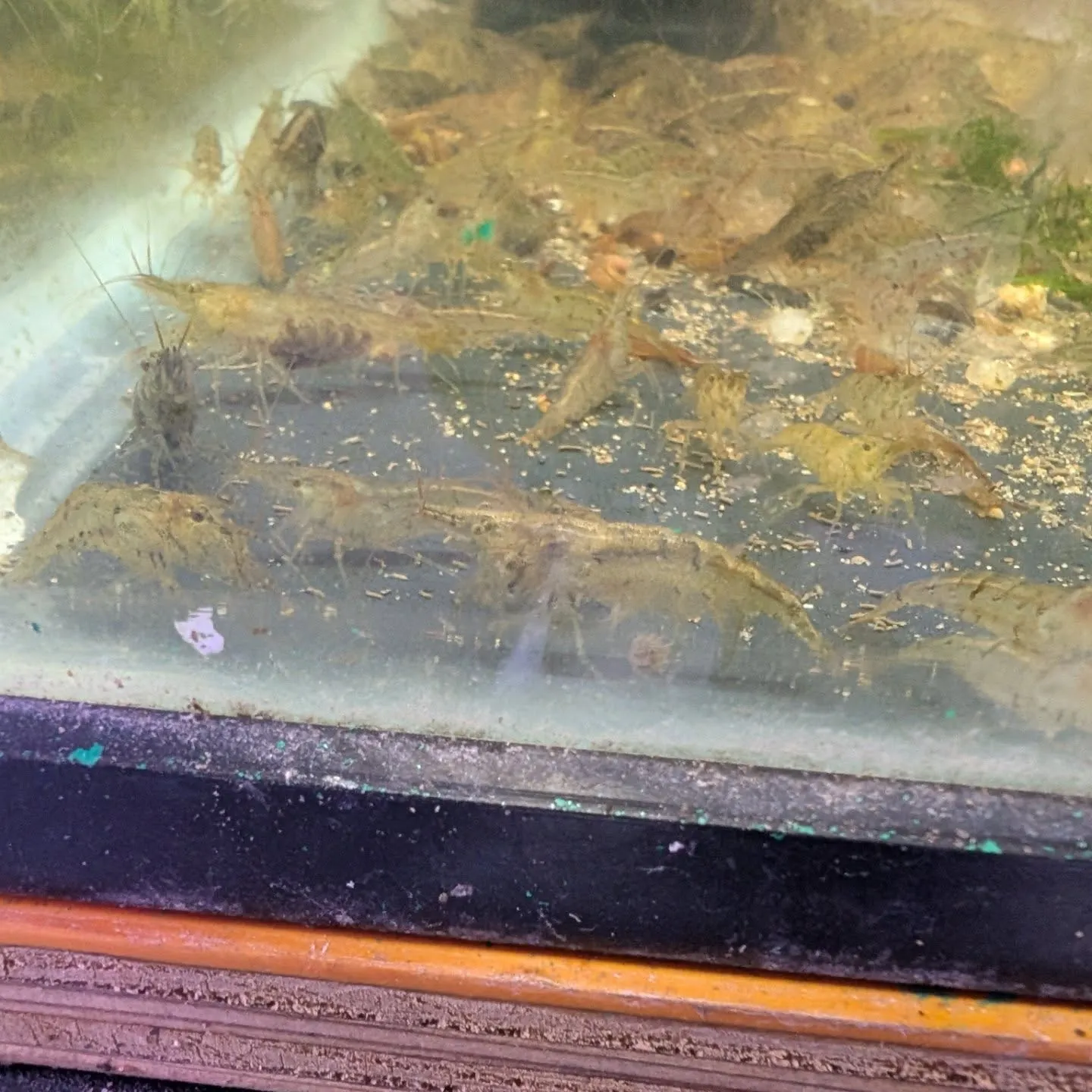 本日の入荷情報✨（金魚、その他）