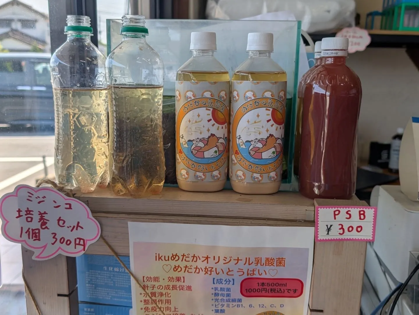 ミジンコ販売始めました✨