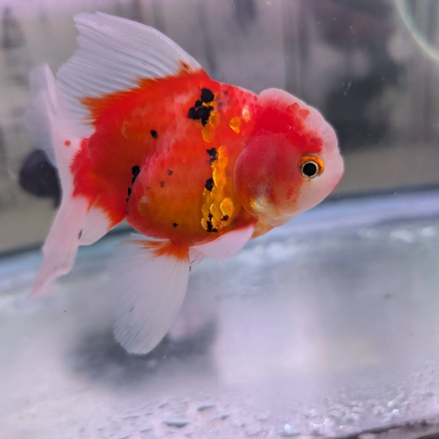 本日の入荷情報✨(金魚)