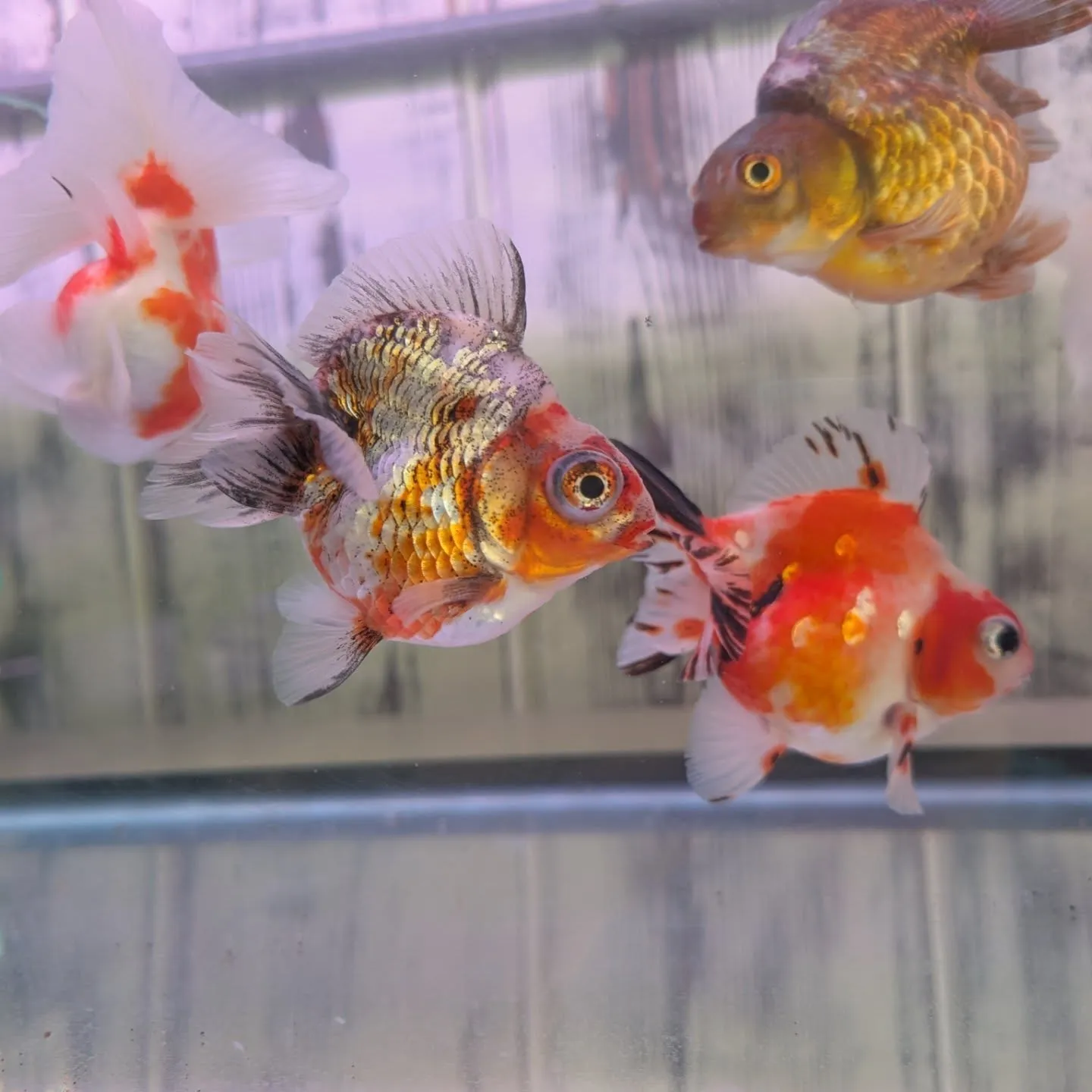 本日の入荷情報✨(金魚)