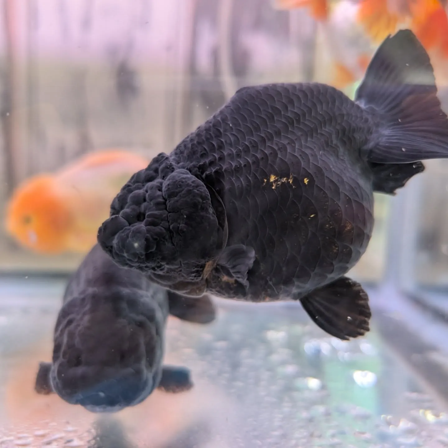 本日の入荷情報✨(金魚)