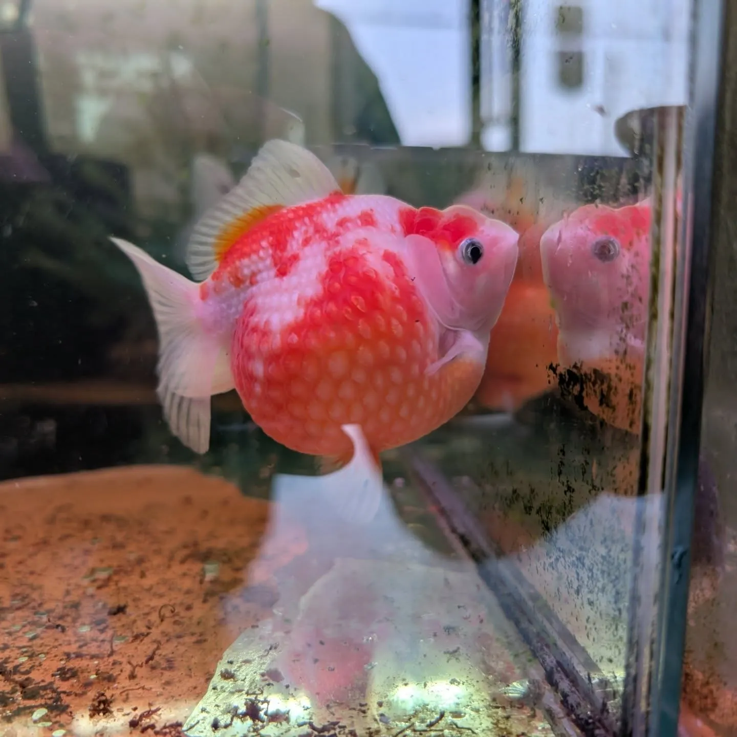 本日の入荷情報✨(金魚)