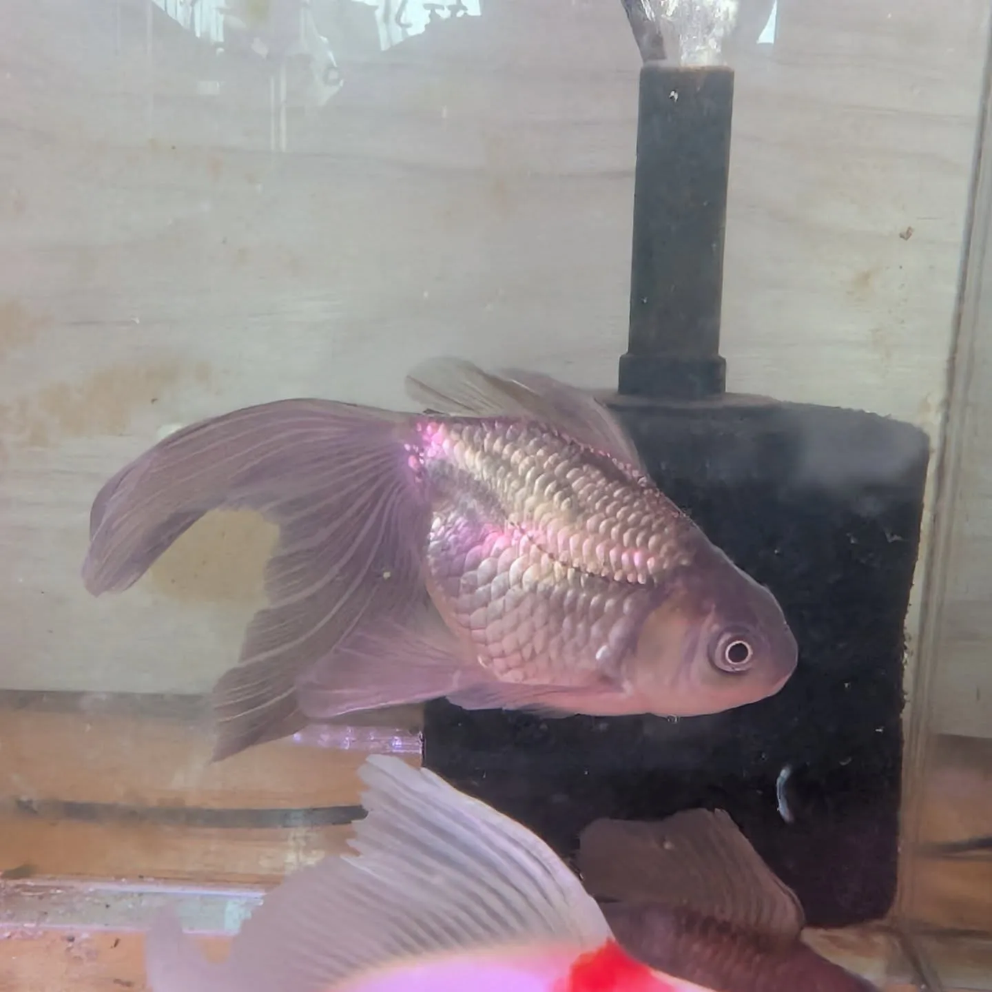 本日の入荷情報✨(金魚)