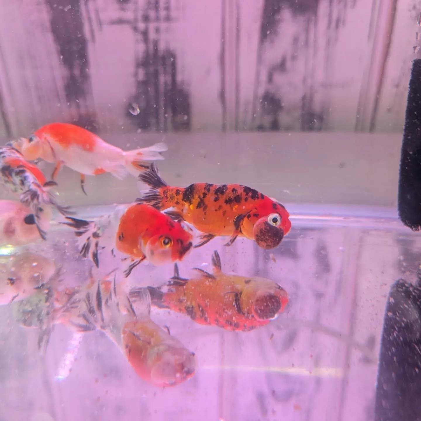 本日の入荷情報✨(金魚)