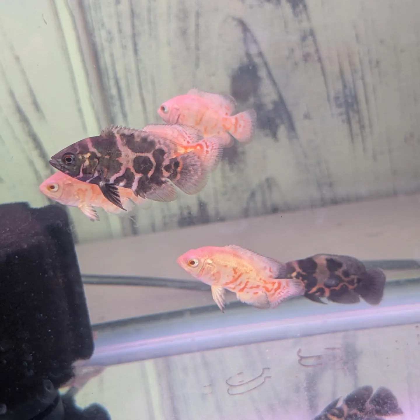 本日の入荷情報✨(熱帯魚)