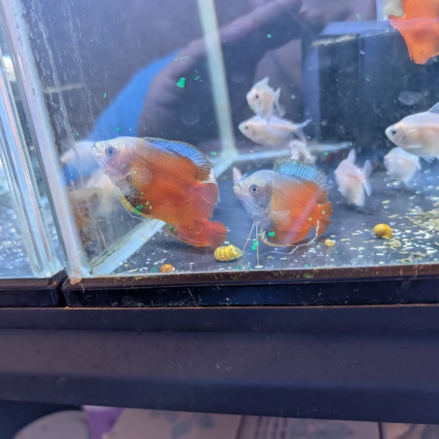本日の入荷情報✨(熱帯魚)
