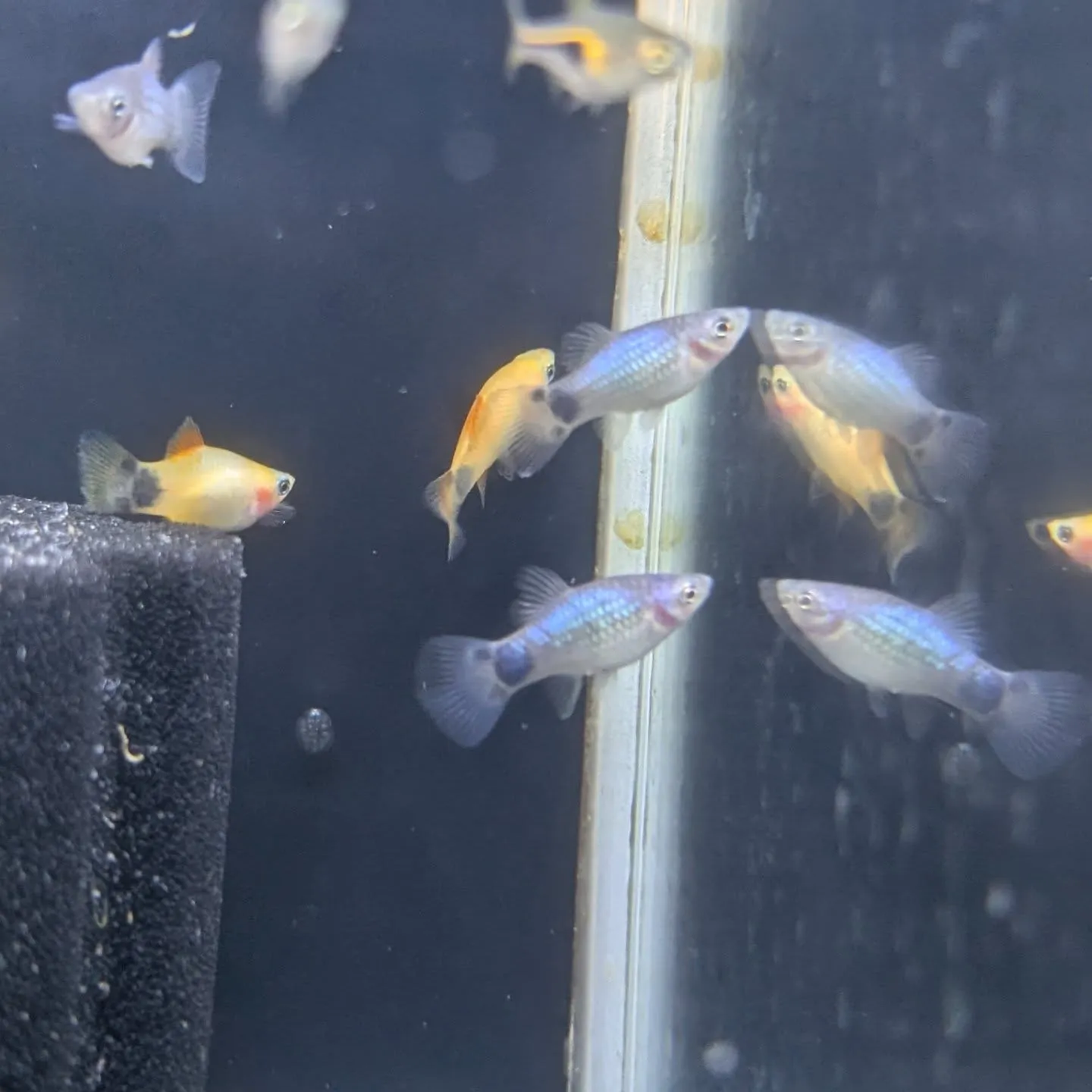 本日の入荷情報✨(熱帯魚)