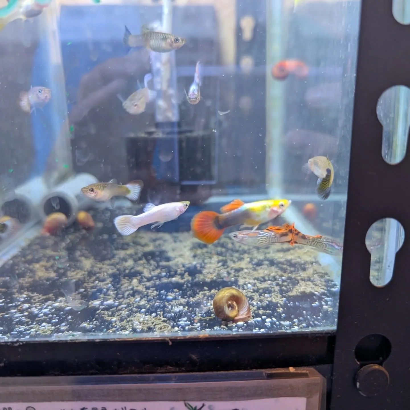 本日の入荷情報✨(熱帯魚)