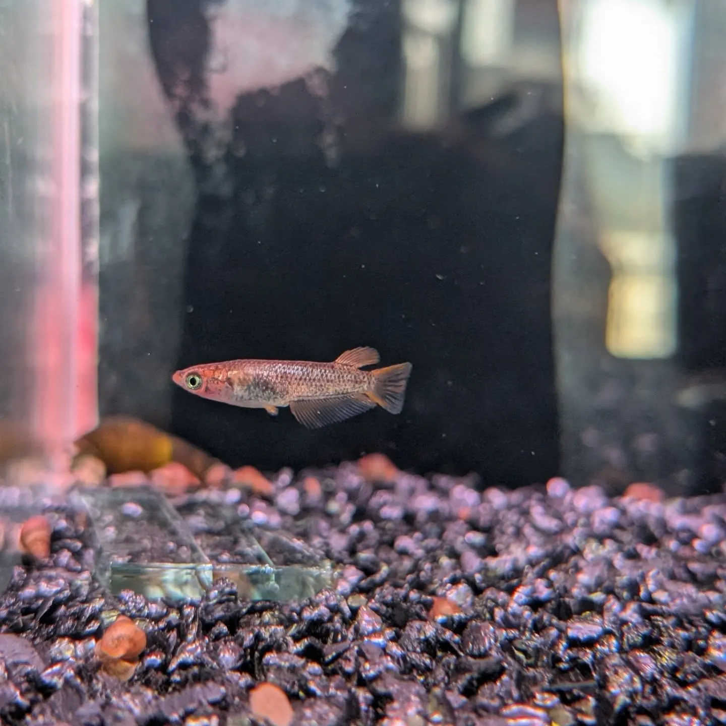 本日の入荷情報✨(メダカ、熱帯魚)