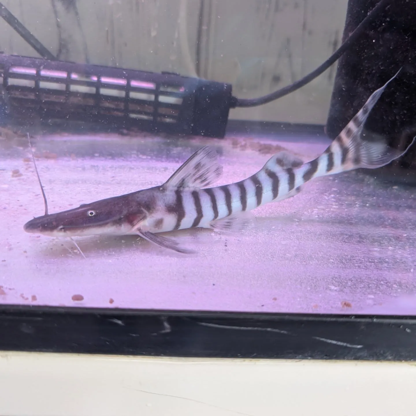 本日の入荷情報✨(メダカ、熱帯魚)