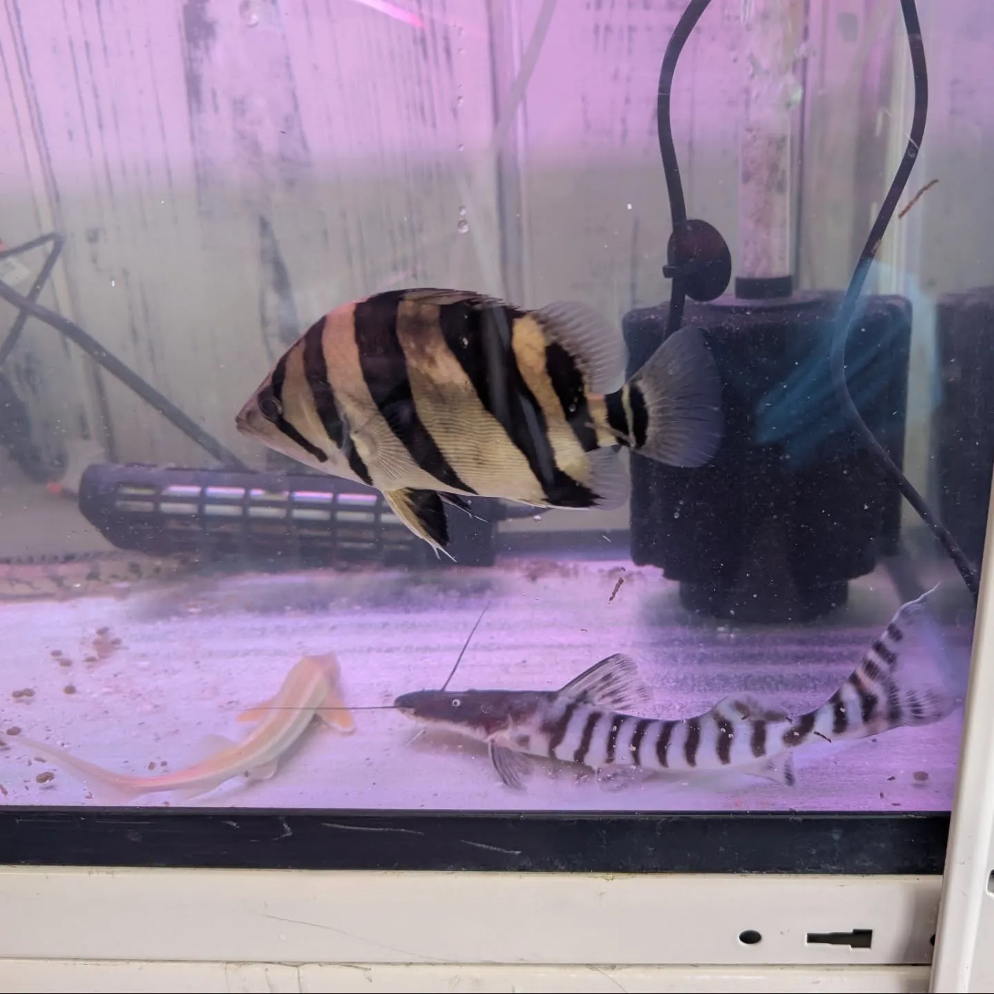 本日の入荷情報✨(メダカ、熱帯魚)